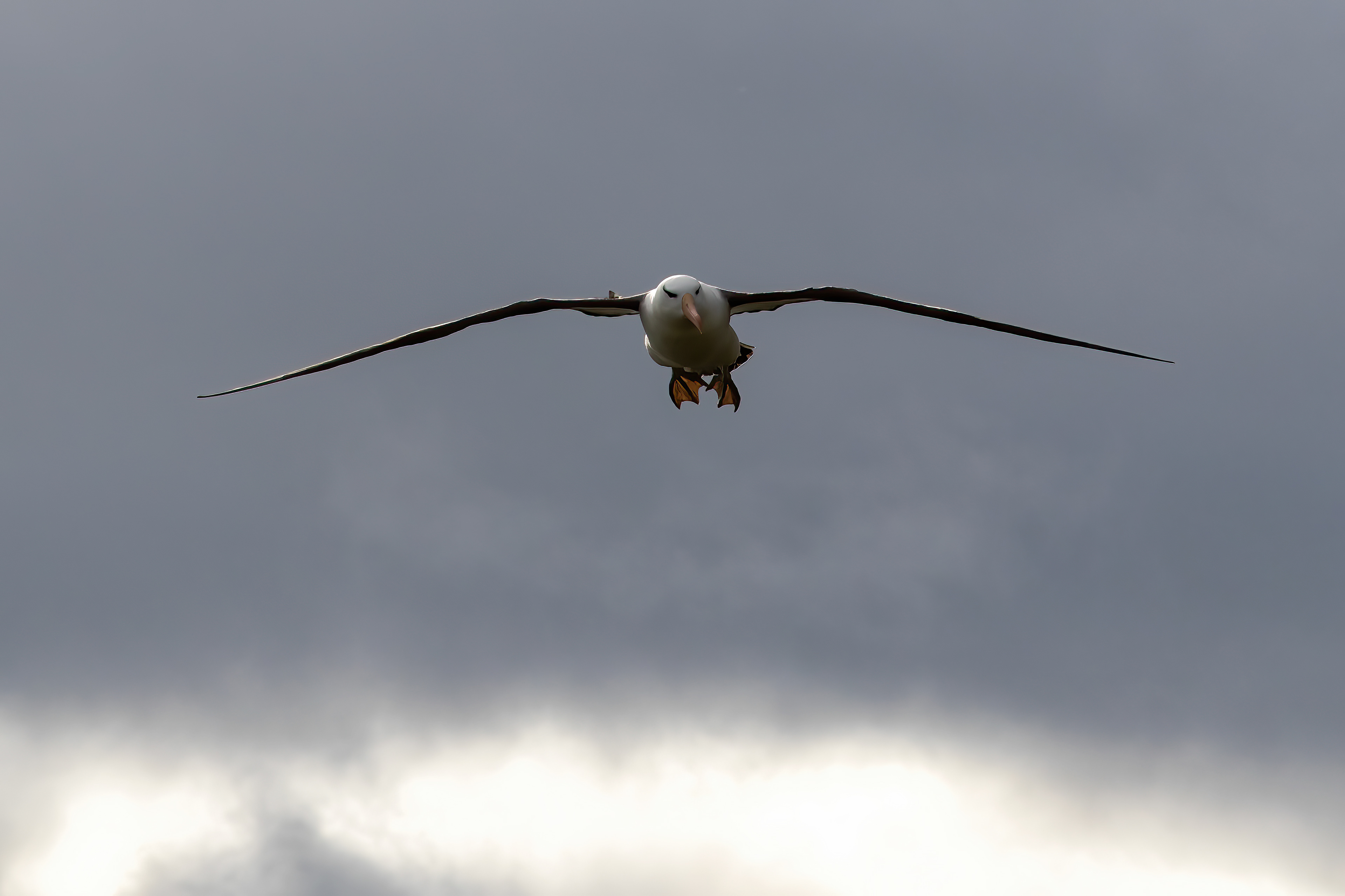 Black-browed Albatross in flight - Falklands - RM