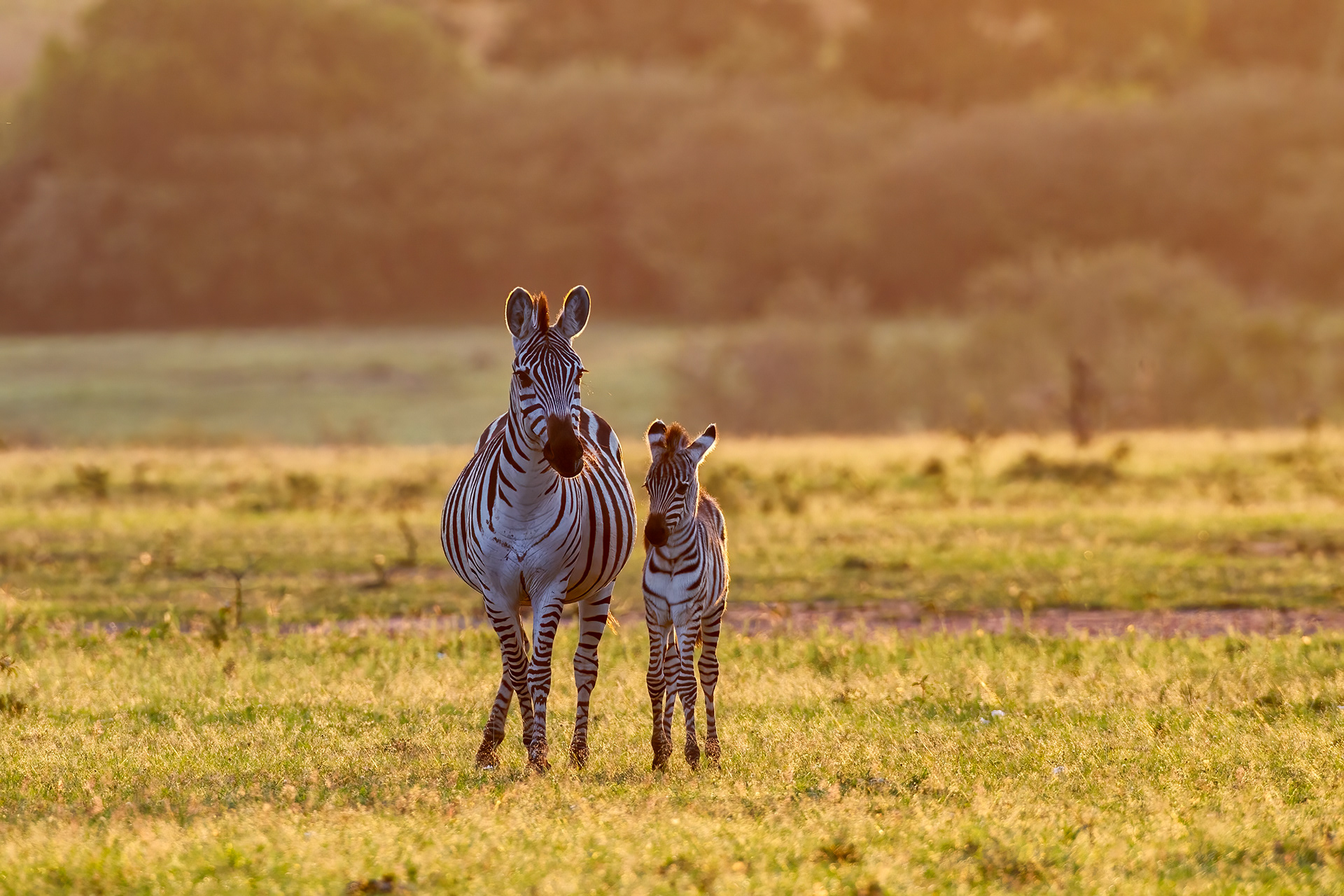 Zebra mother and foal - Masai mara