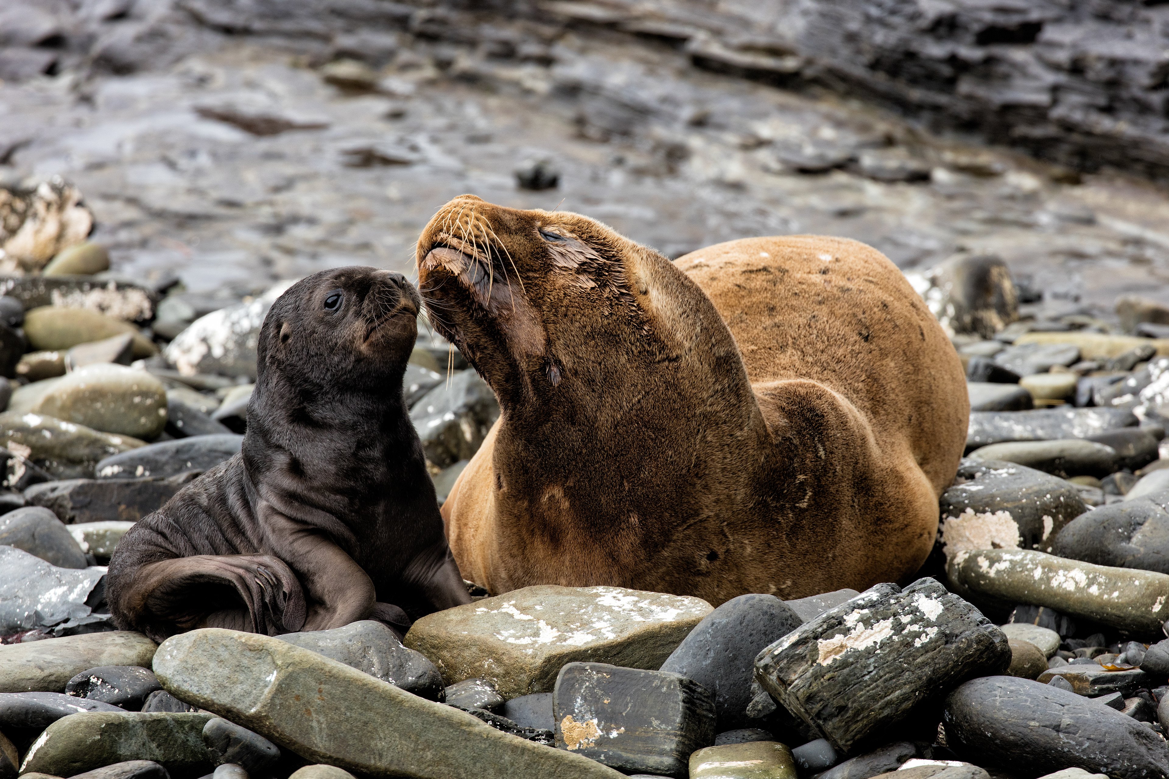 Sealion mother and pup - Falklands