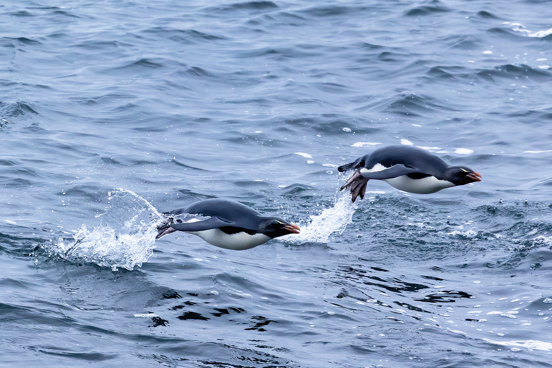 Southern Rockhoppers porpoising in to shore - Falklands