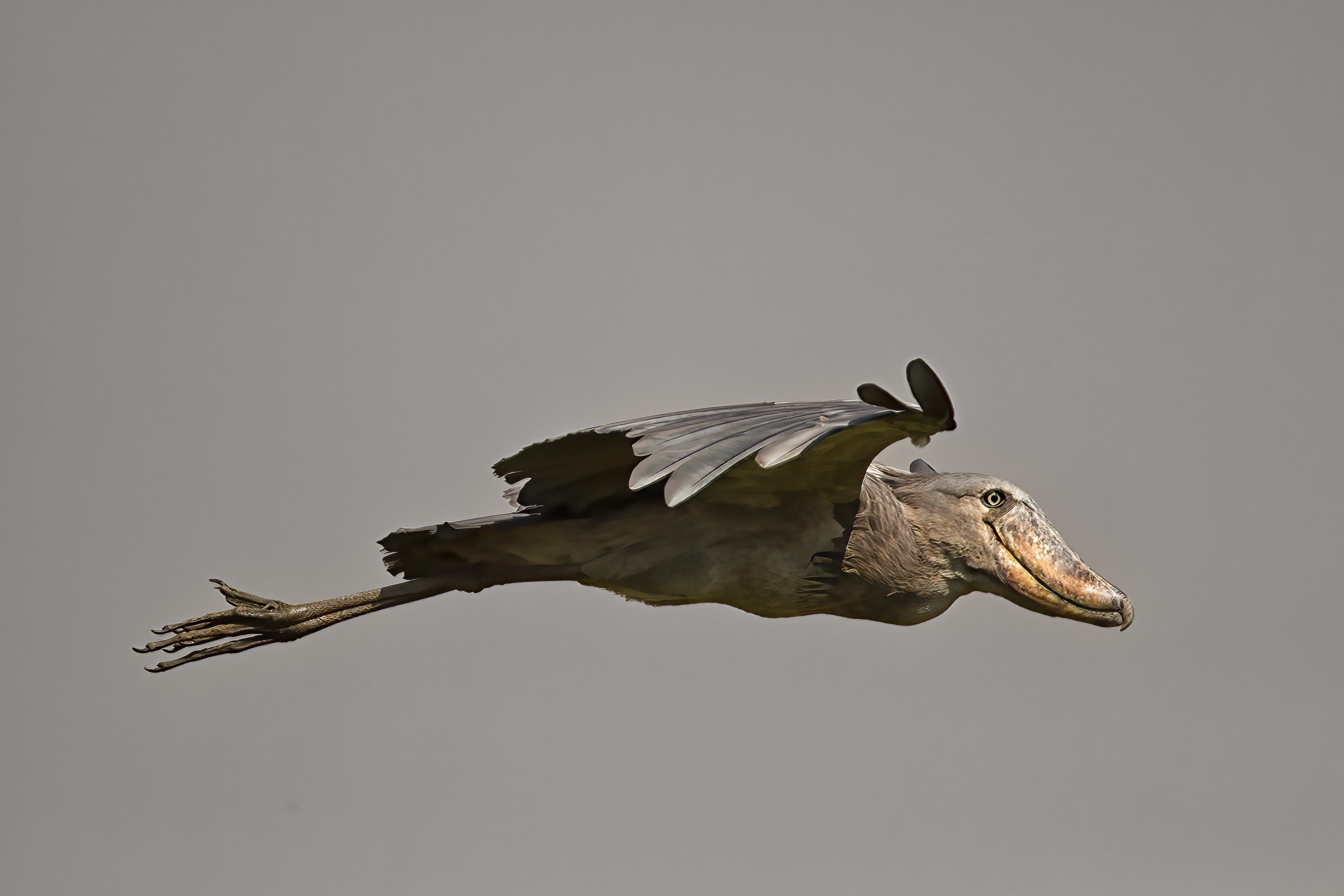 Shoebill Stork in flight - Uganda