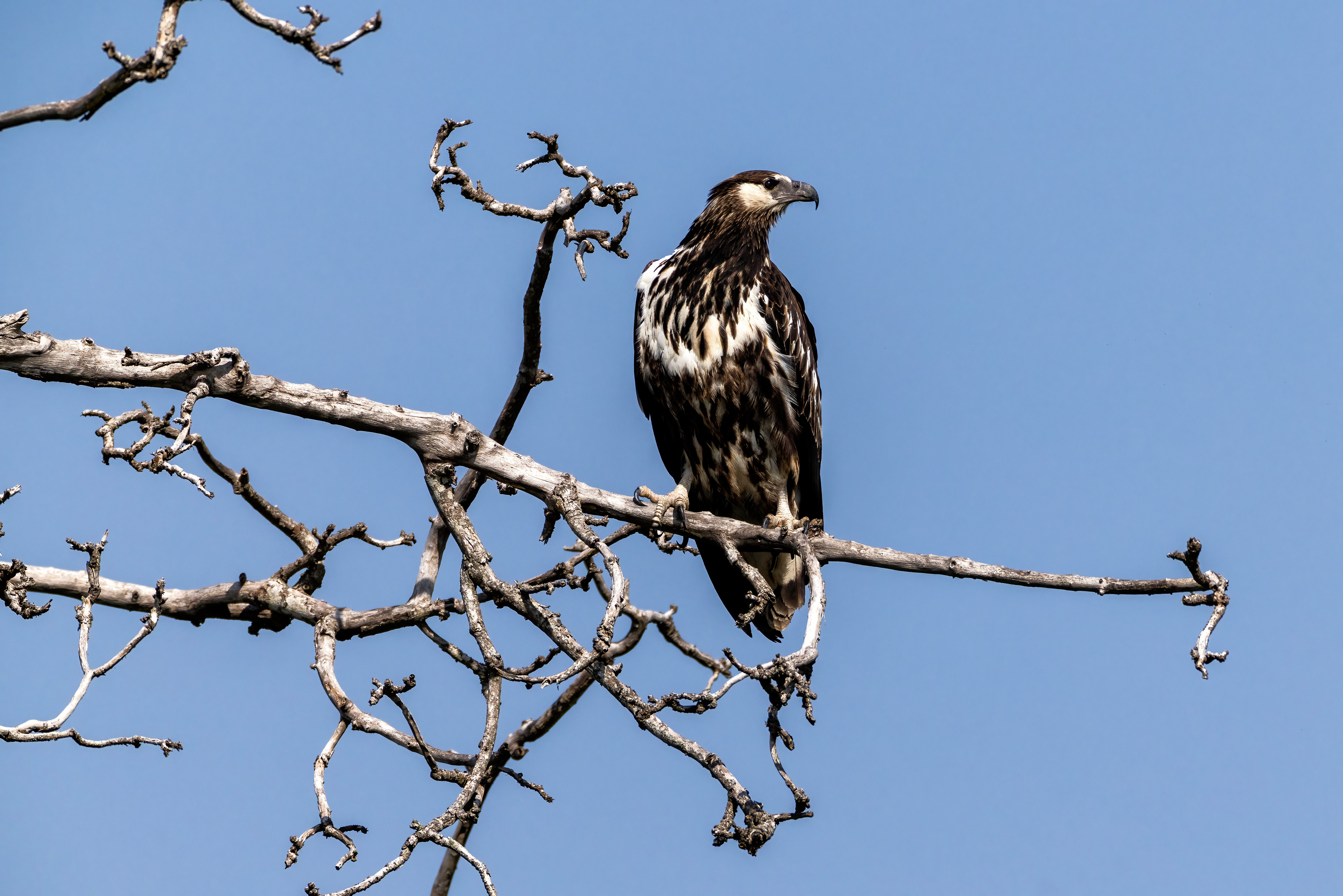 Osprey - Murchison Falls National Park, Uganda