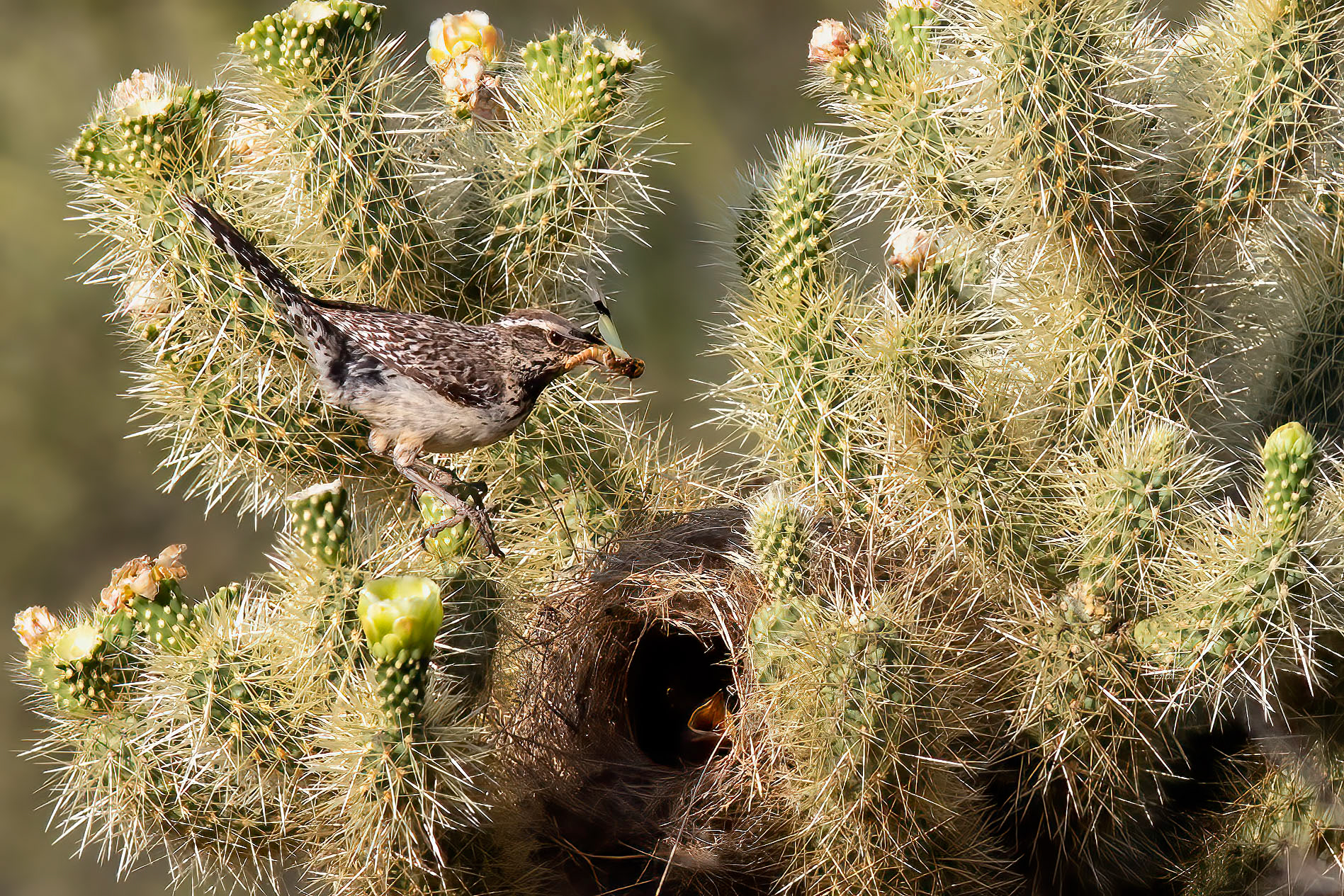 Cactus wren flying in to feed its chicks - RM