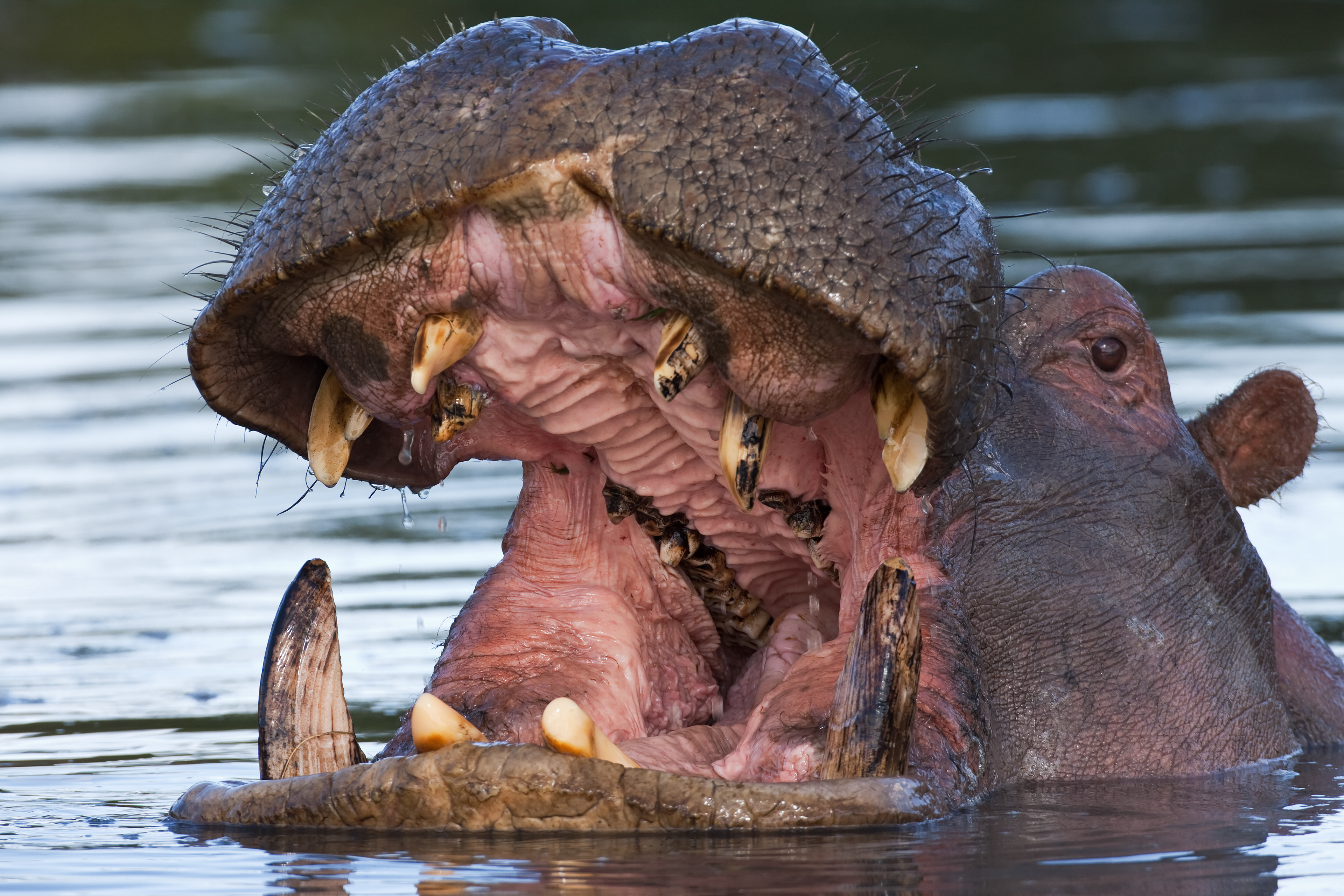 Hippo in a small waterway - Masai Mara