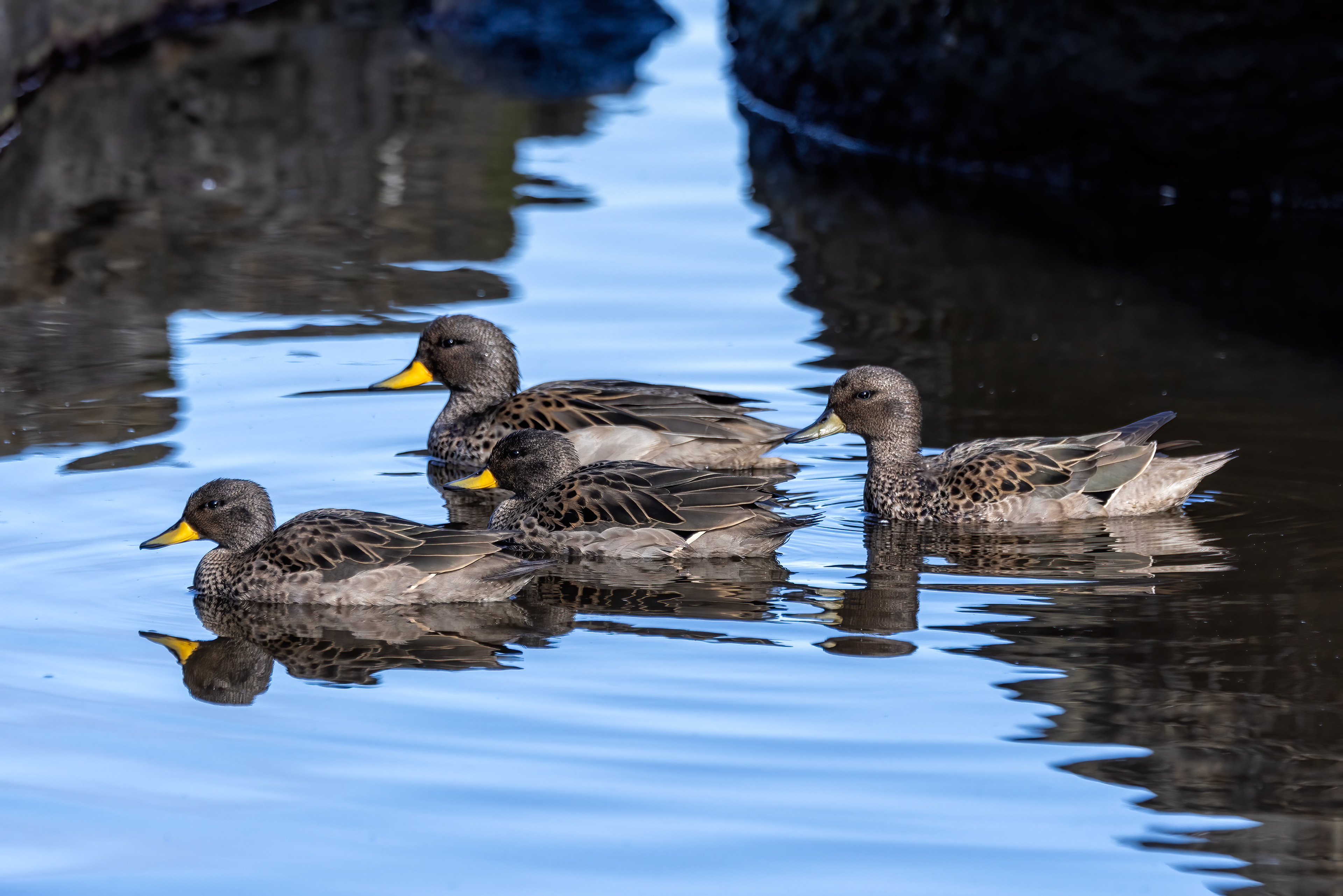 Yellow-billed Teal family in a rock pool - Falklands - RM