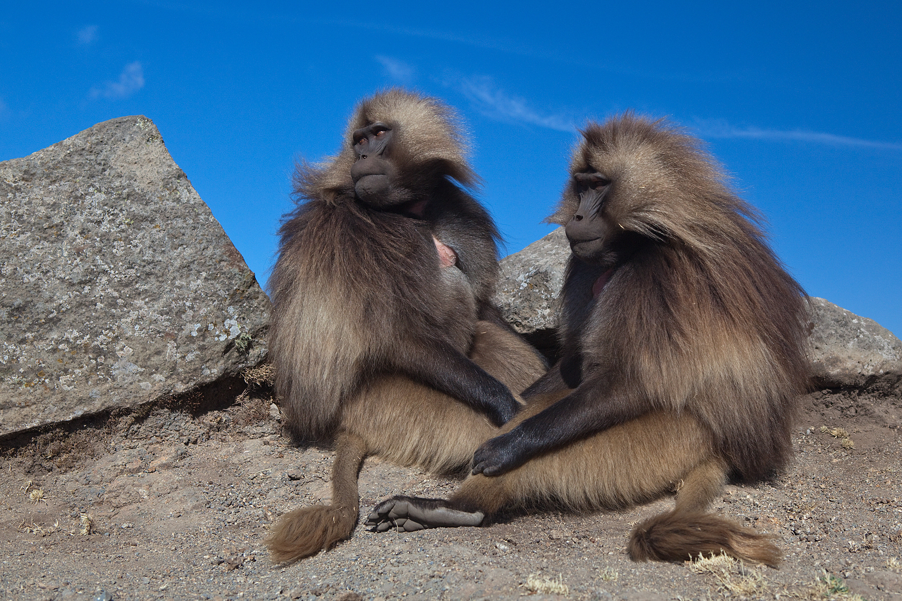 Gelada baboons - Simien Mountains, Ethiopia