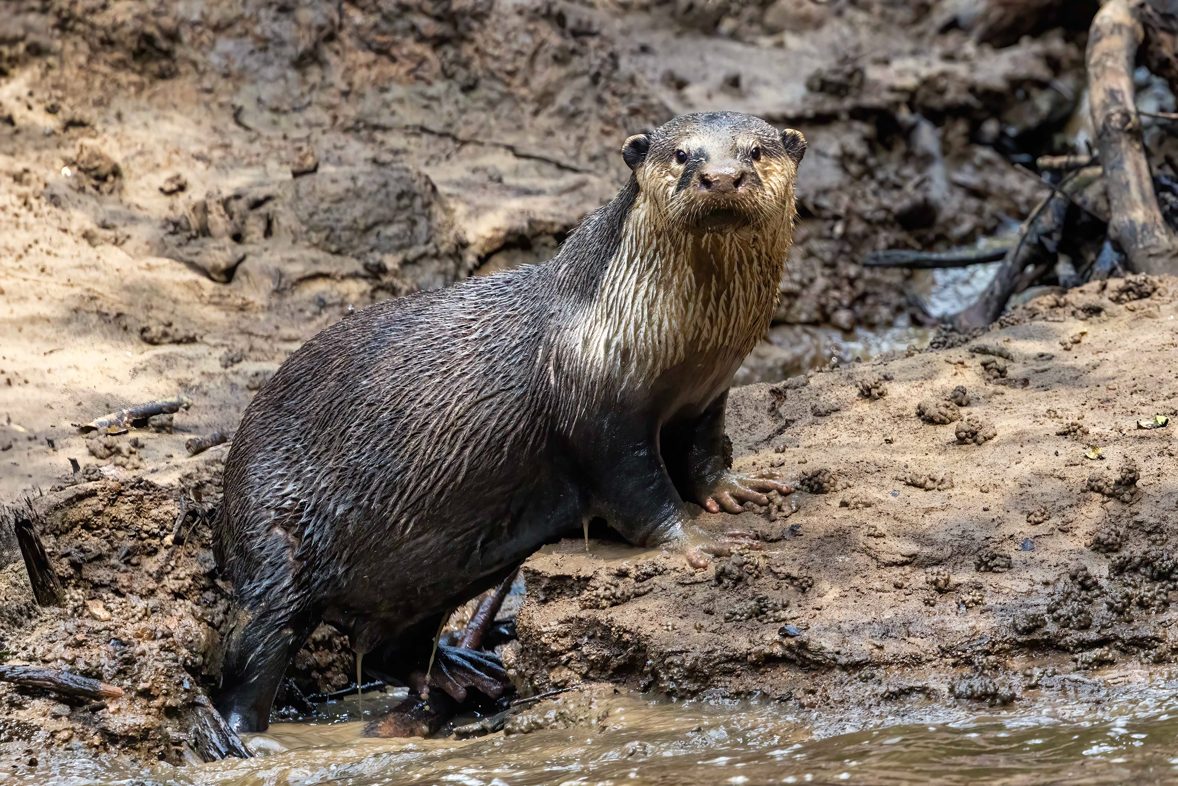 Congo Clawless Otter on the Mambili River - Odzala, Republic of Congo