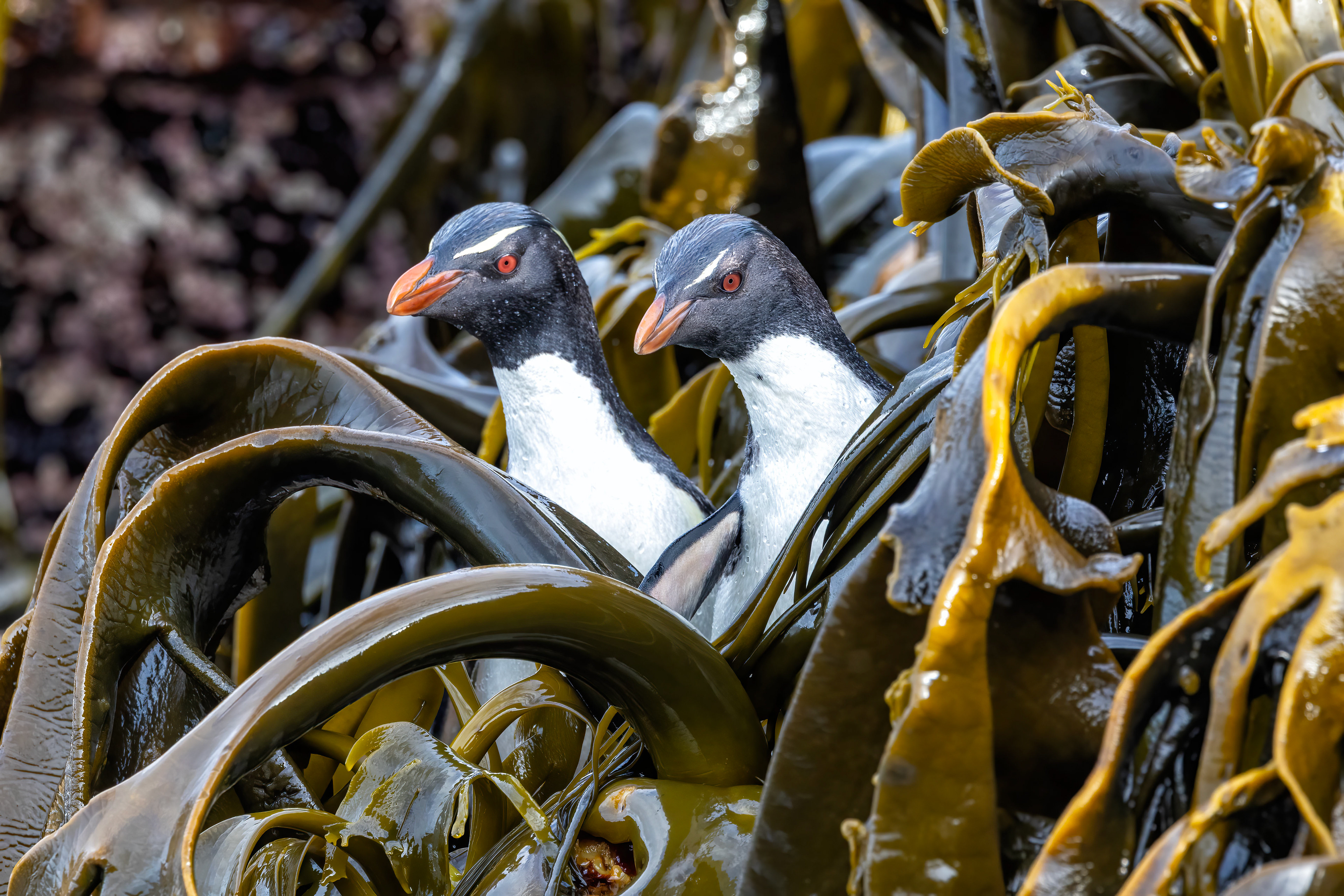 Southern Rockhoppers navigating the kelp - Falklands - RM