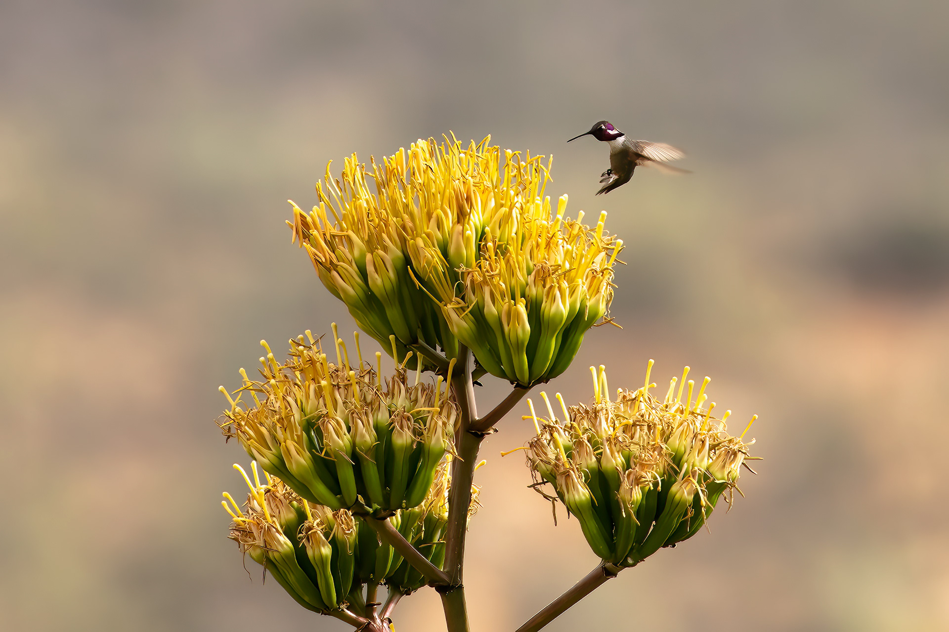 Black-chinned Hummingbird feeding on large Agave flowers