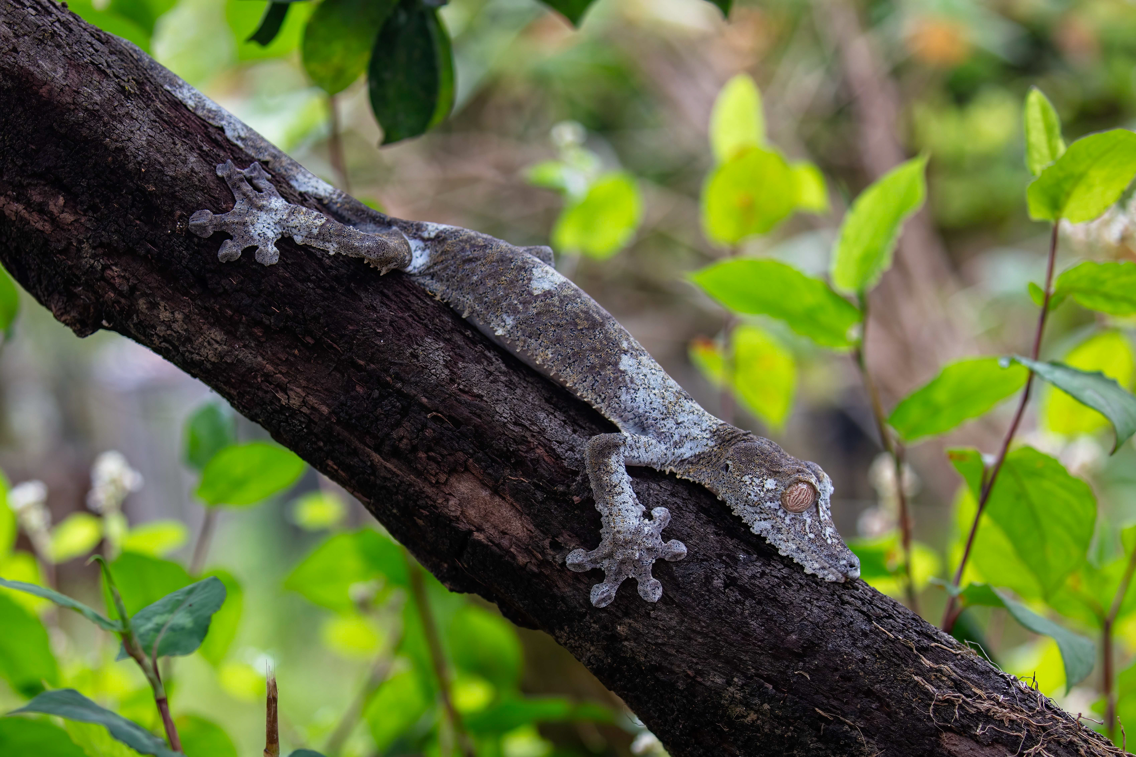 Leaf-tailed Gecko - Adisibe