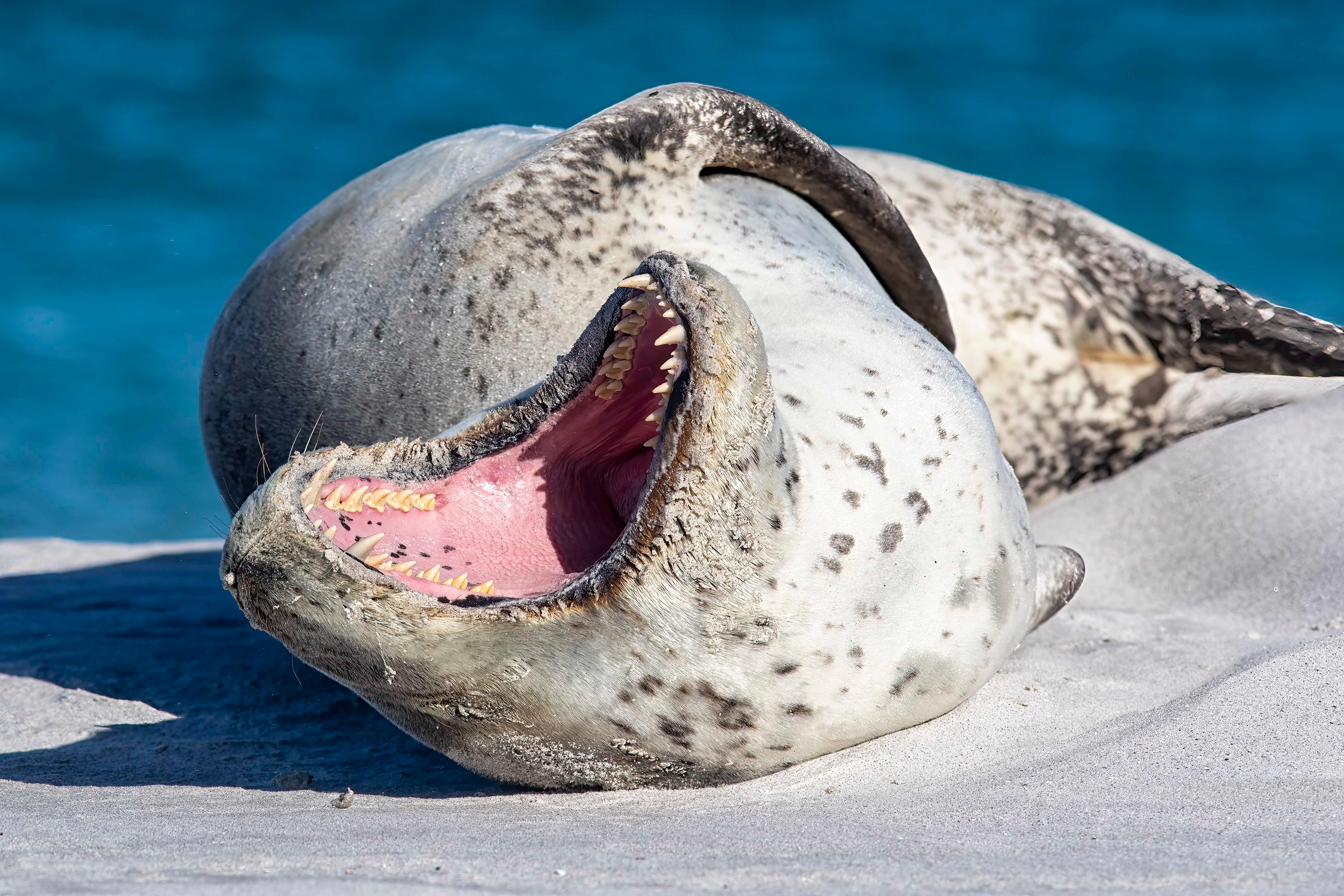 Yawning Leopard Seal - Falklands - RM