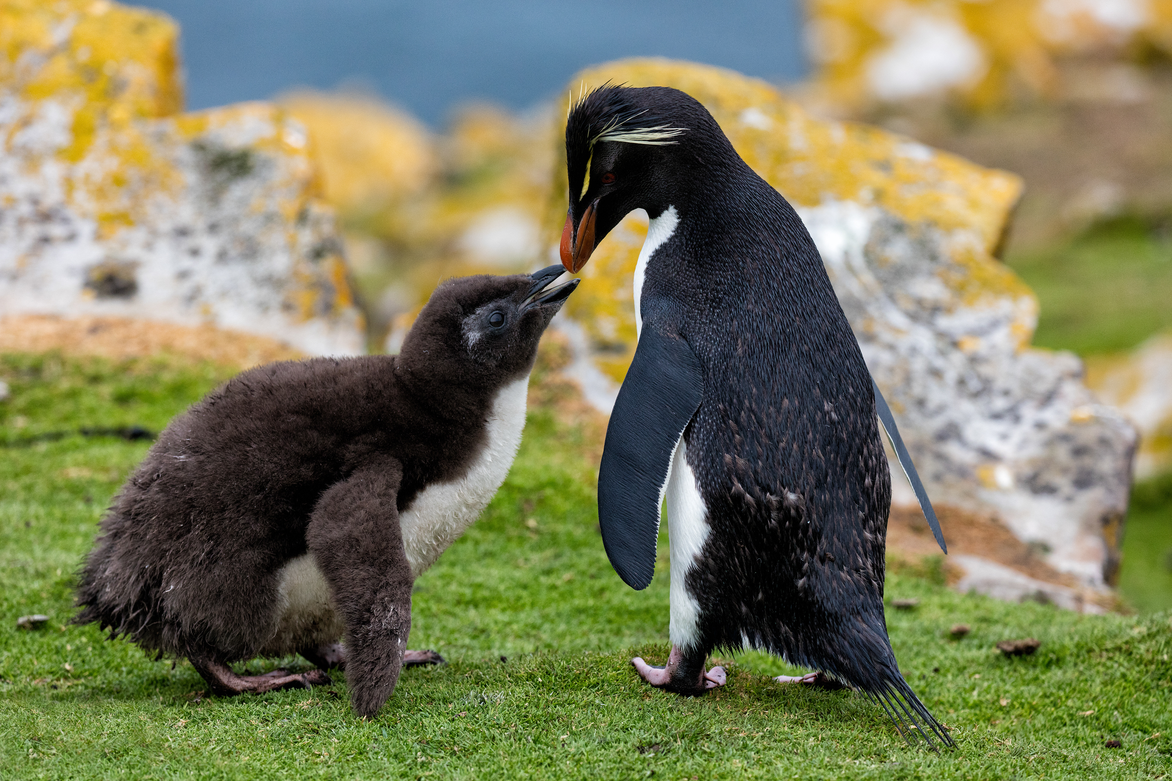 Rockhopper Penguin begging for food - Falklands