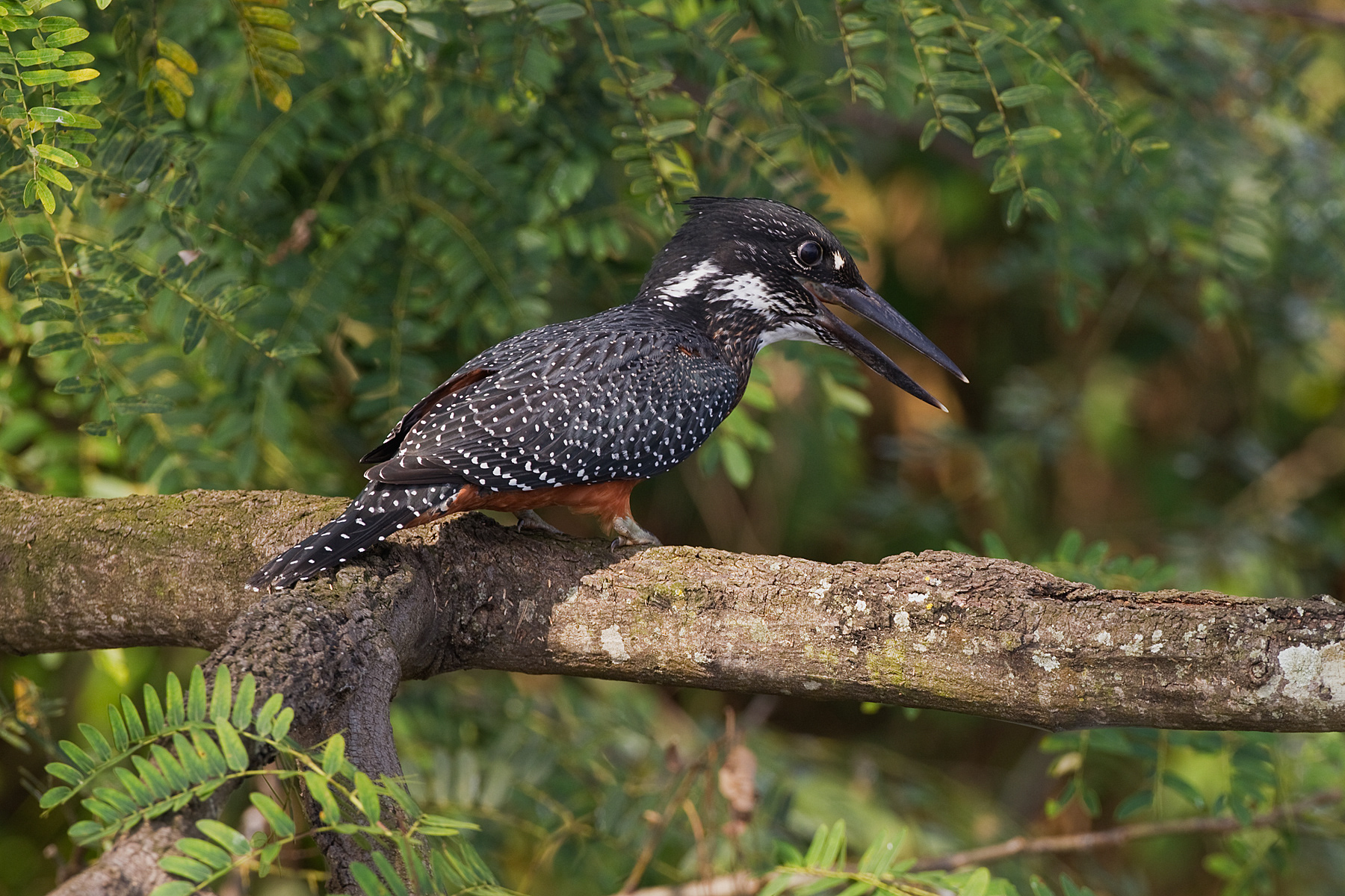Giant Kingfisher hunting on the banks of the Nile - Uganda