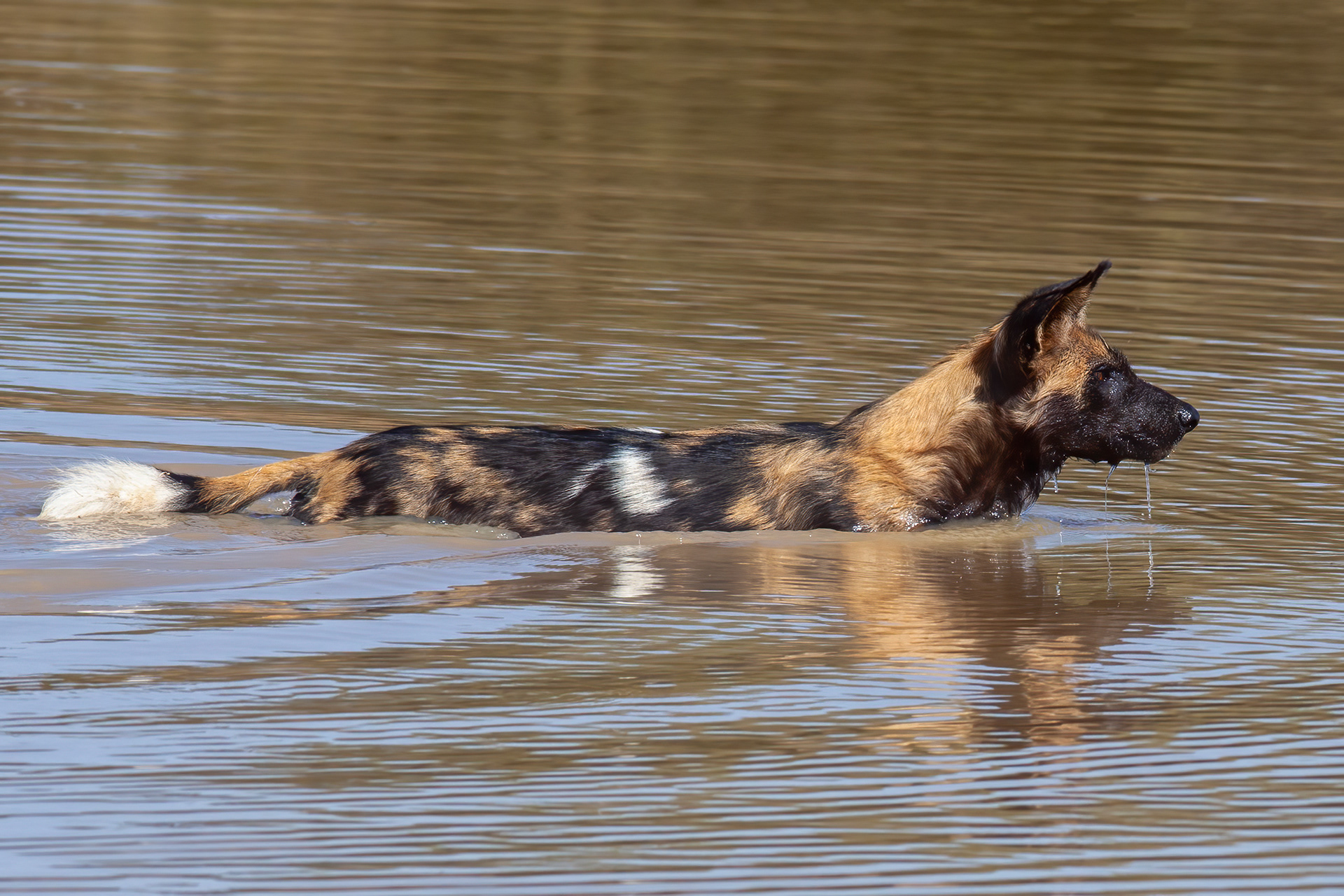 African Wild Dog swimming - Kenya - RM