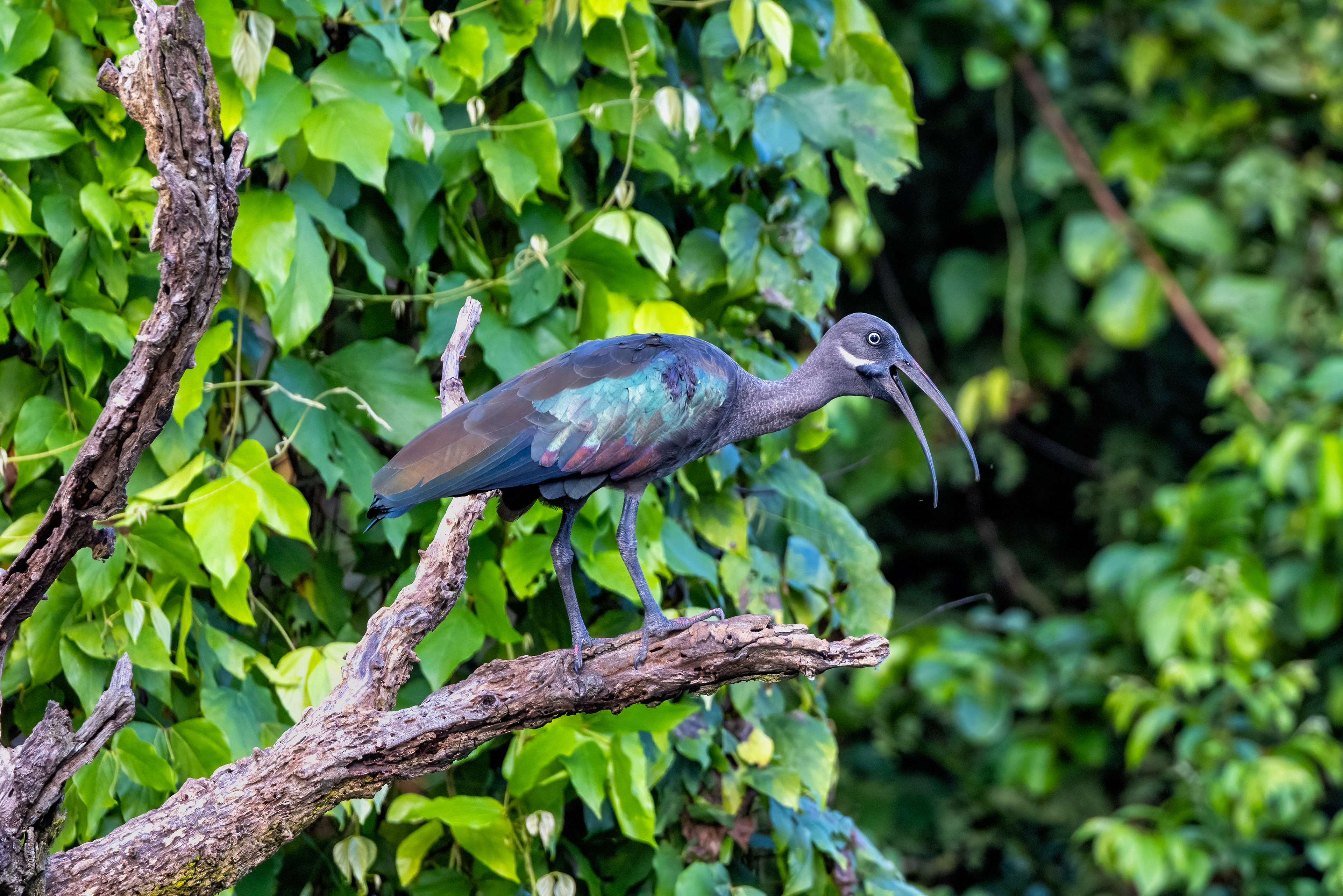 Hadada Ibis - Murchison Falls, Uganda - RM