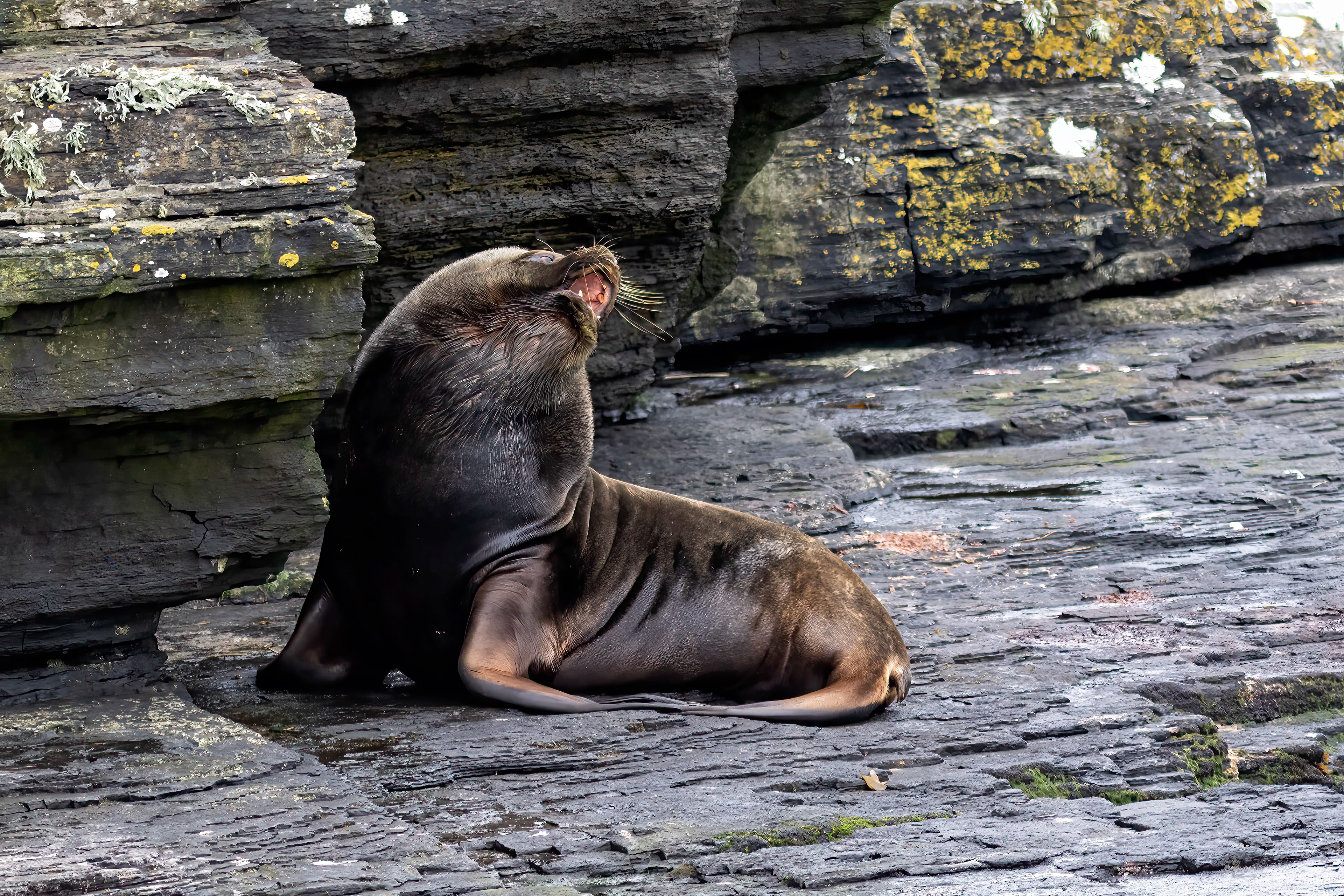 Bull Sealion - Falklands - RM