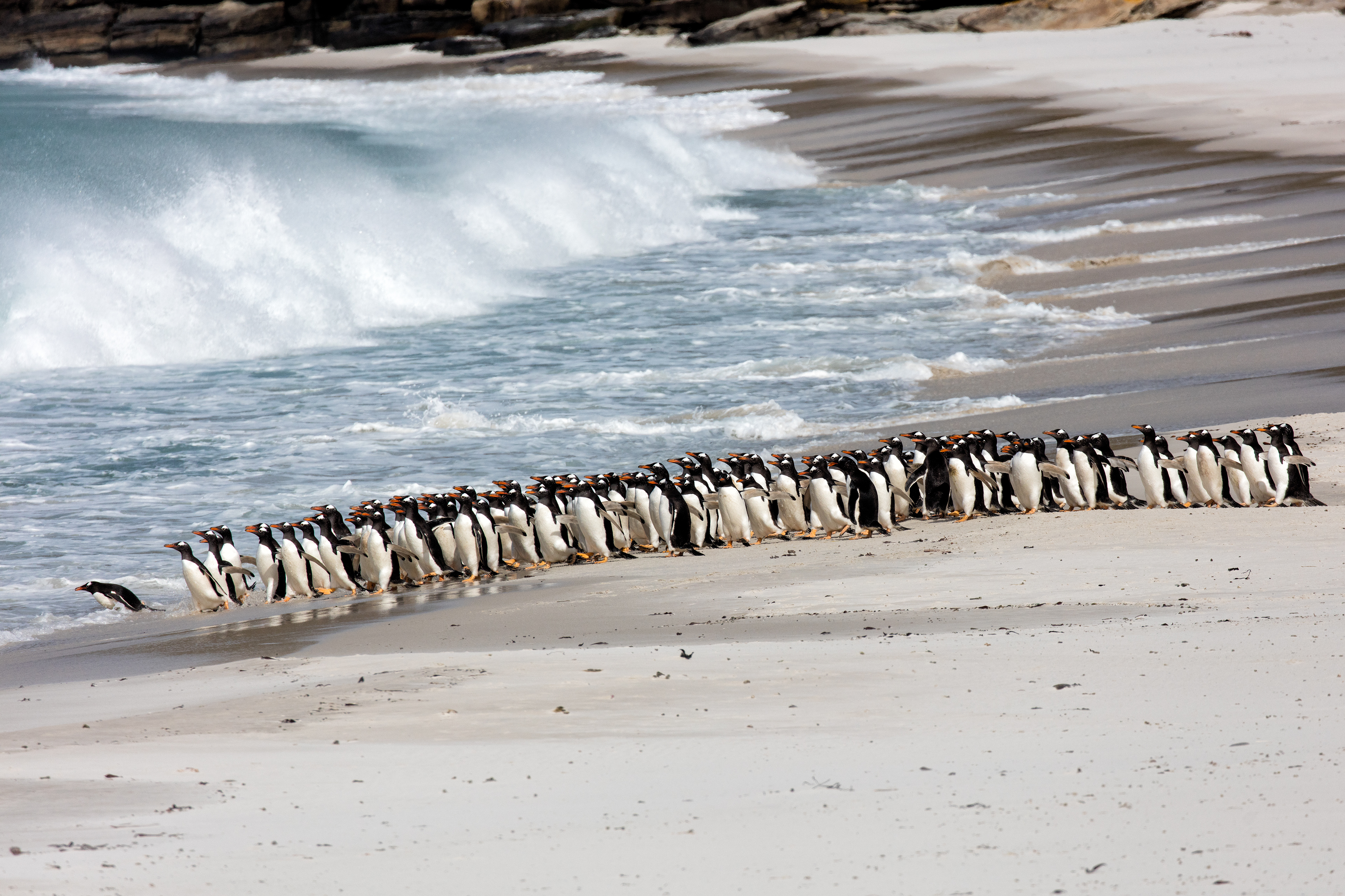 Huge group of Gentoo Penguins heading out to sea - Falklands
