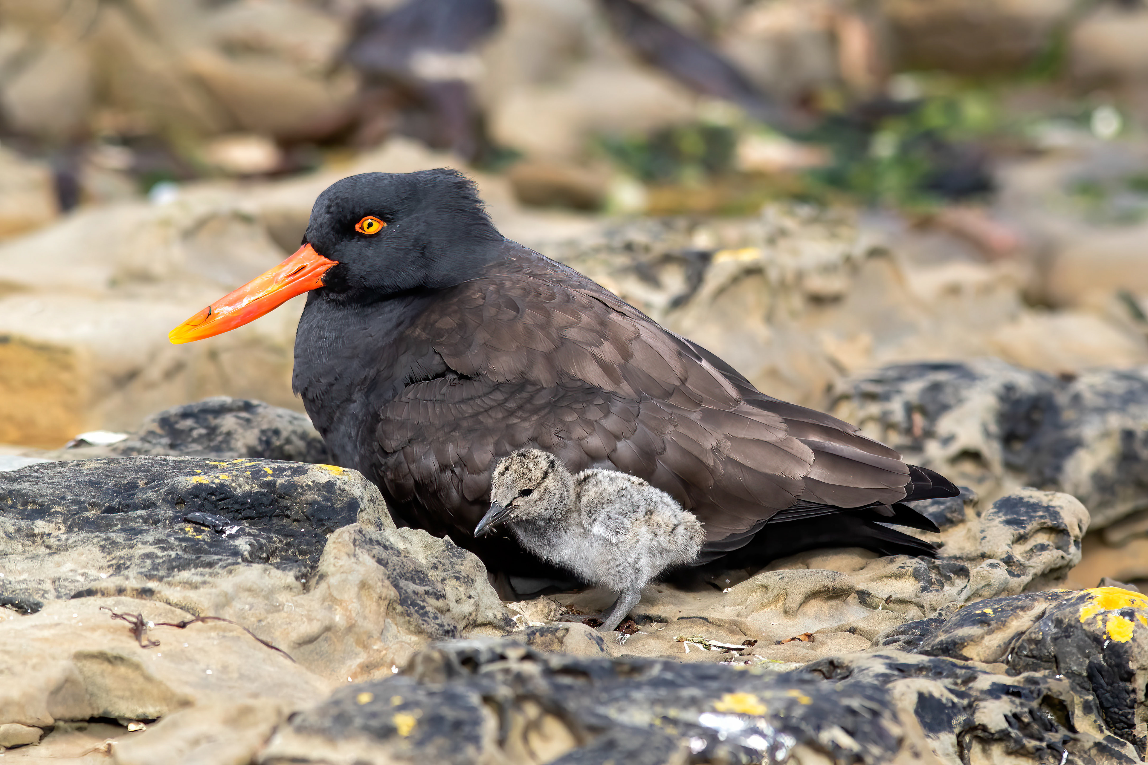 Magellanic Oystercatcher with chick - Falklands - RM