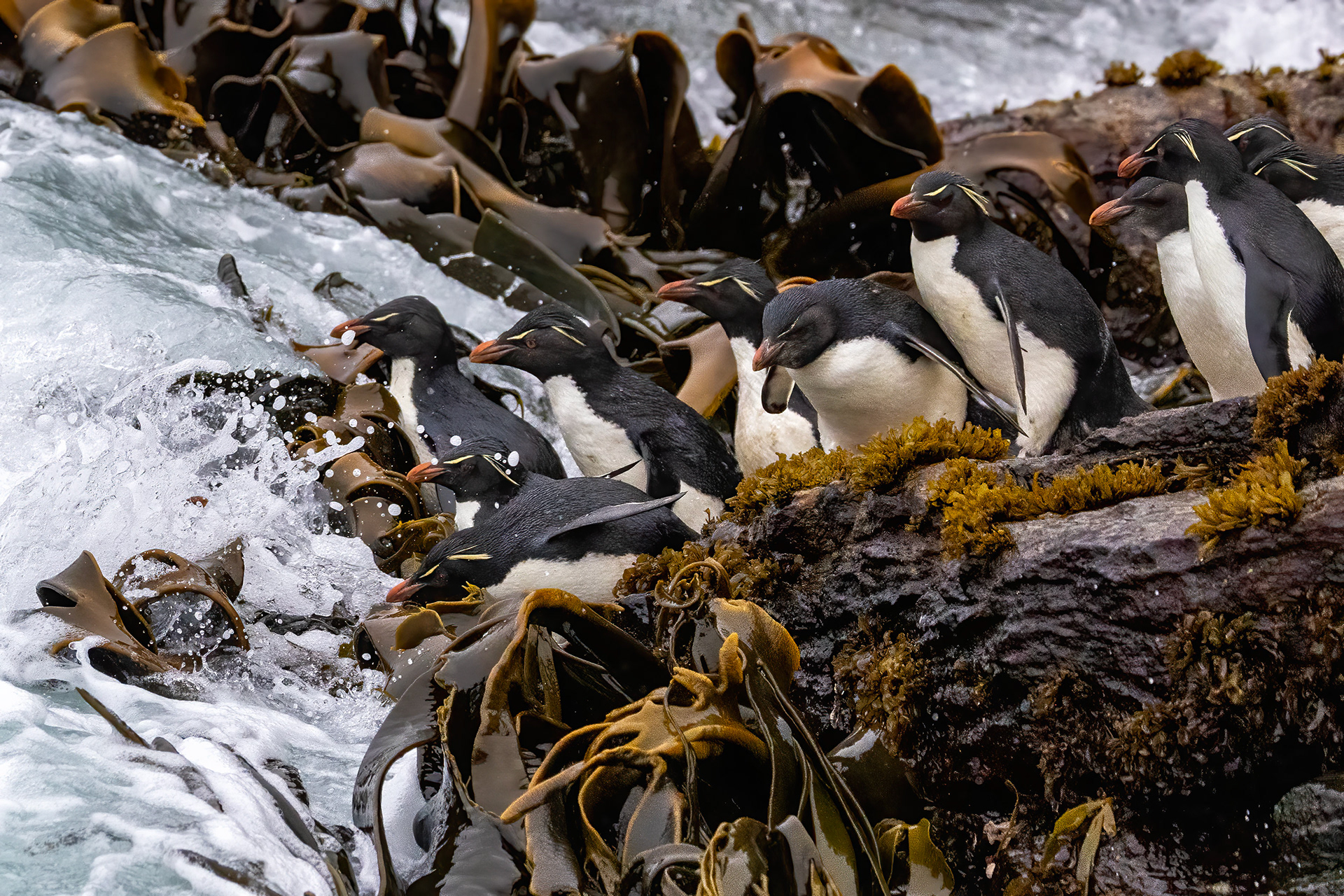 Southern Rockhoppers heading out to sea - Falklands - RM
