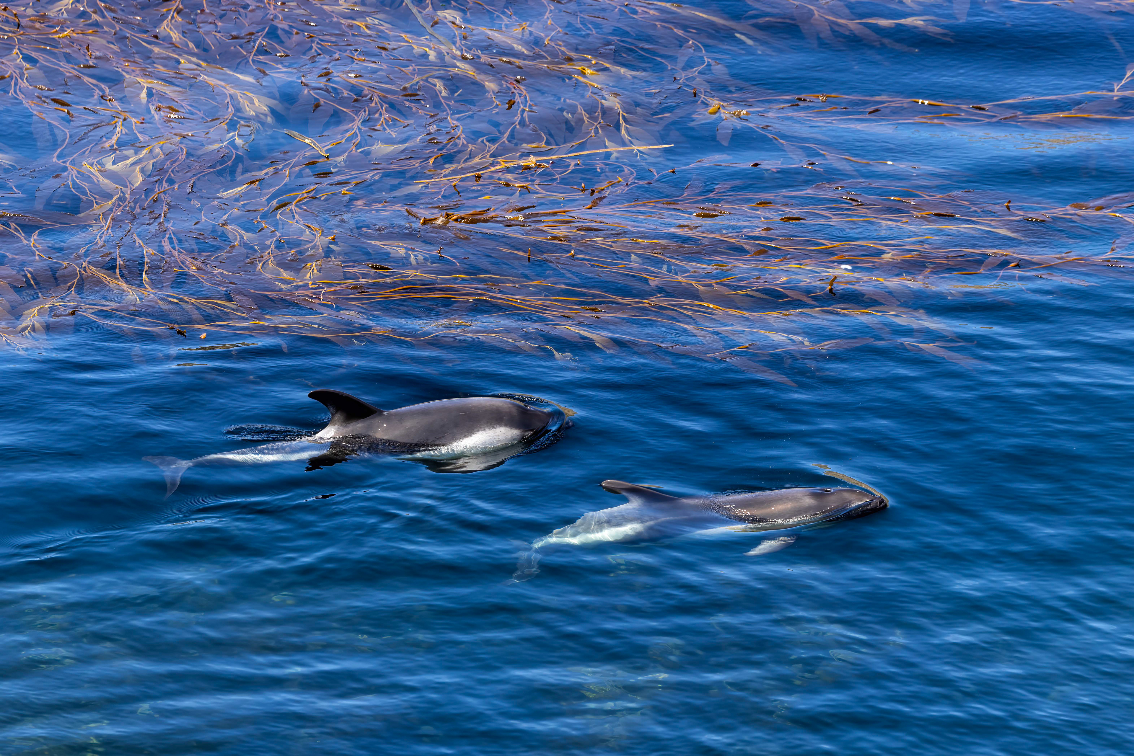 peales Dolphins cruising the kelp - Falklands - RM