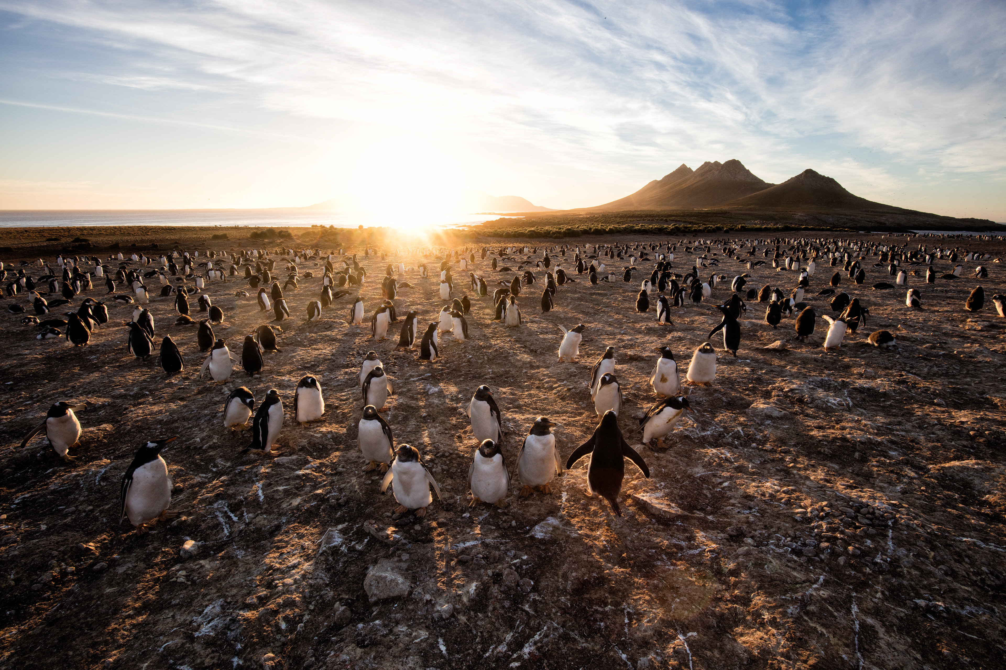 Sunrise over a huge Gentoo Penguin colony - Falklands