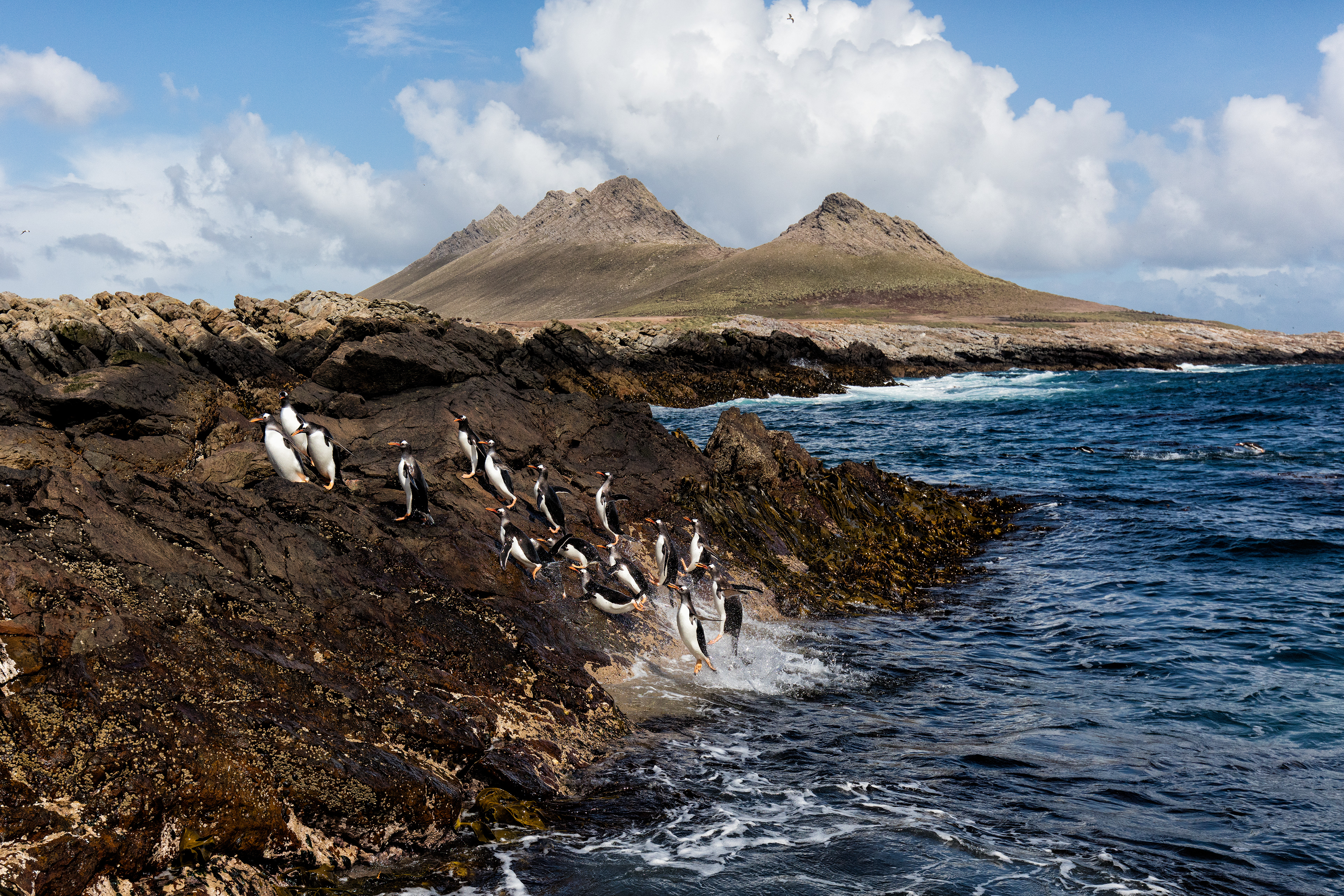 Gentoo Penguins returning from a day's fishing - Falklands