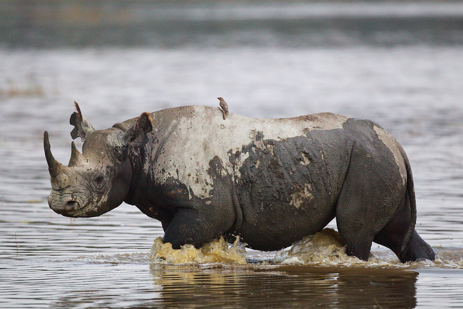 White Rhino - Nakuru