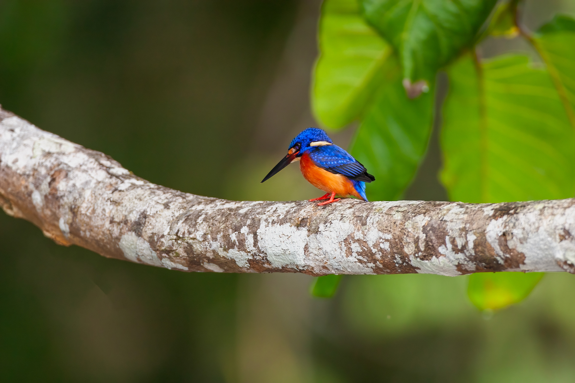 Blue-eared Kingfisher at the Kinabatangan River - Sabah, Malaysia