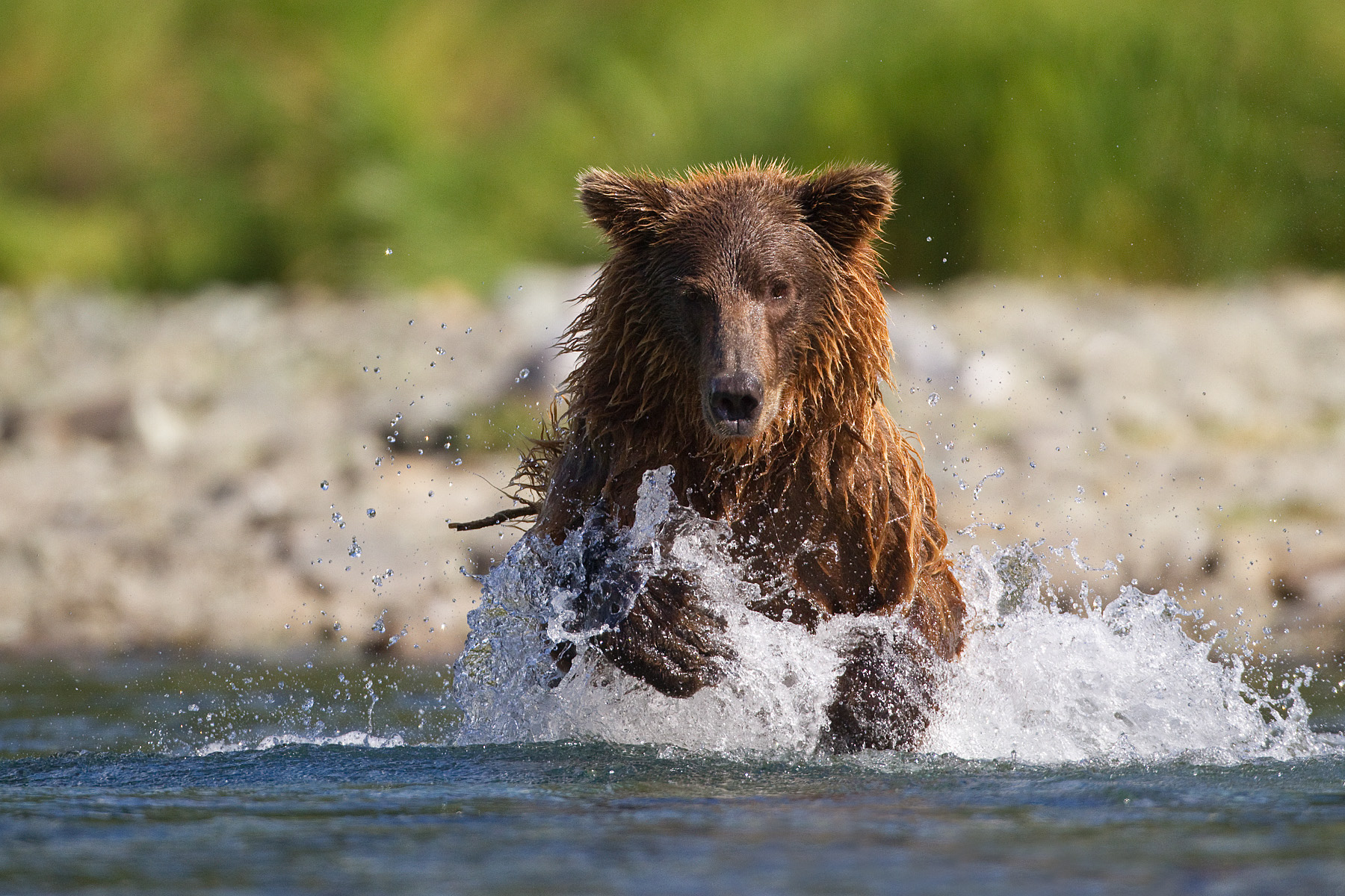 Grizzly Bear fishing in a coastal stream - Katmai Alaska