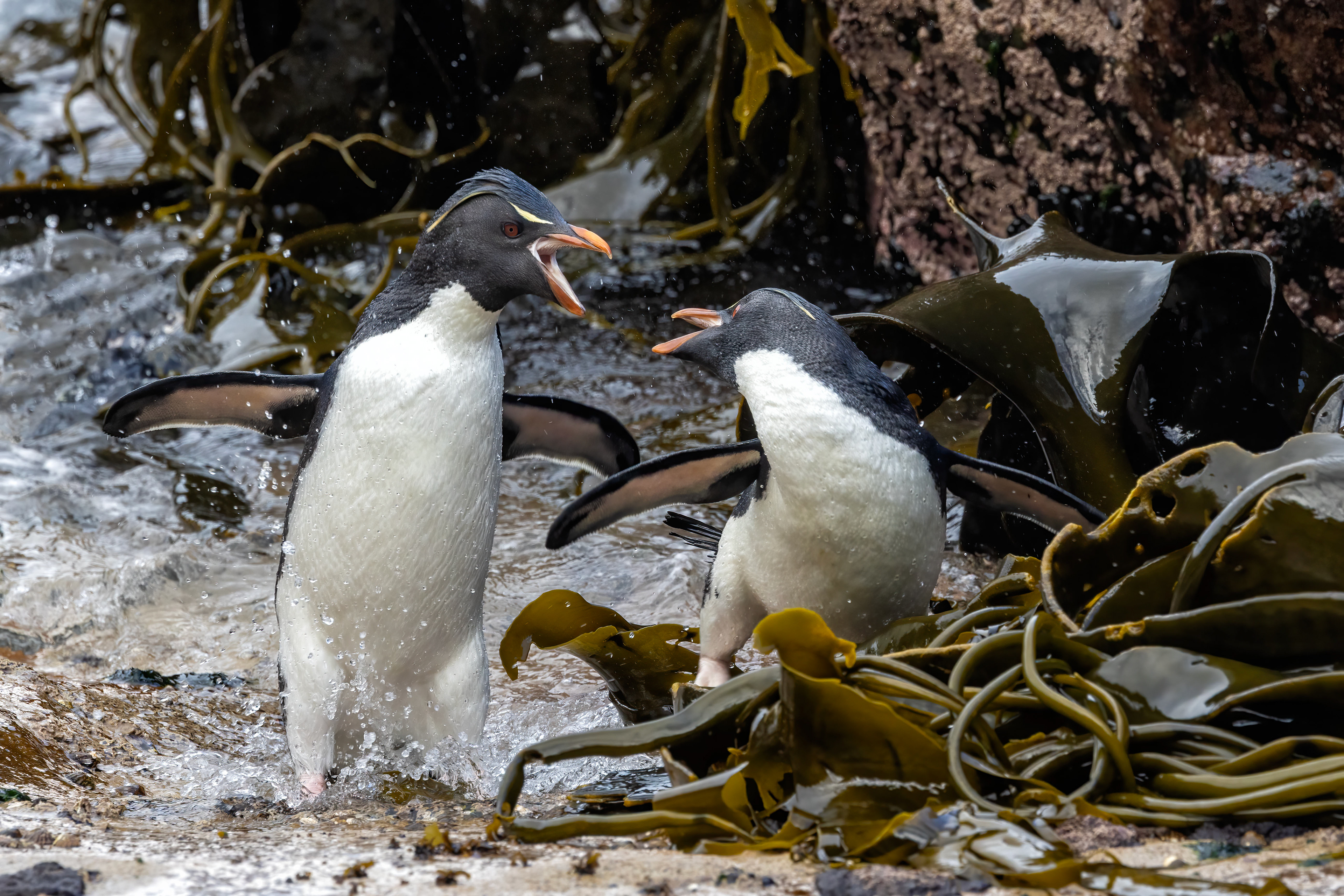 Squabbling Southern Rockhoppers - Falklands - RM