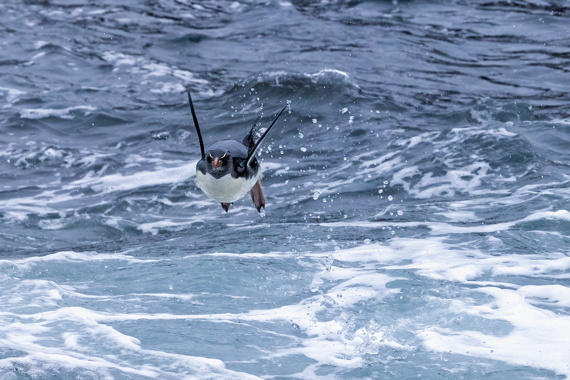 Southern Rockhopper "in flight" - Falklands