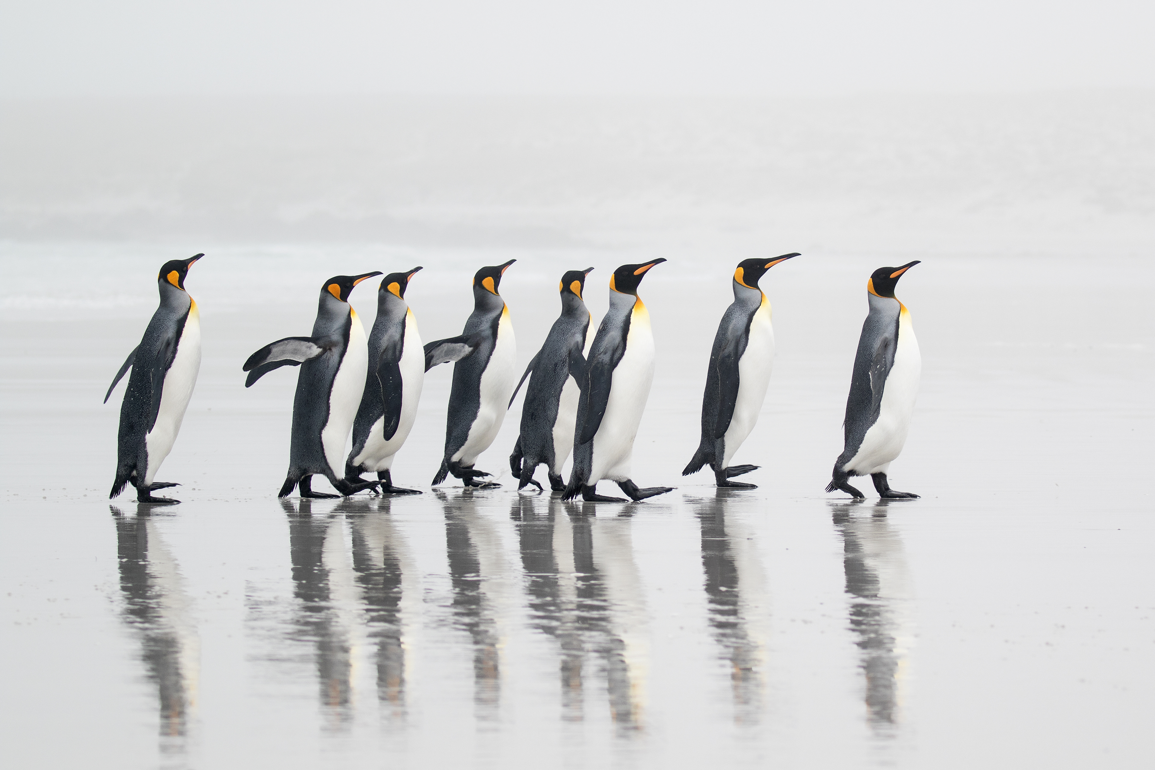 King Penguins on a foggy morning - Falklands