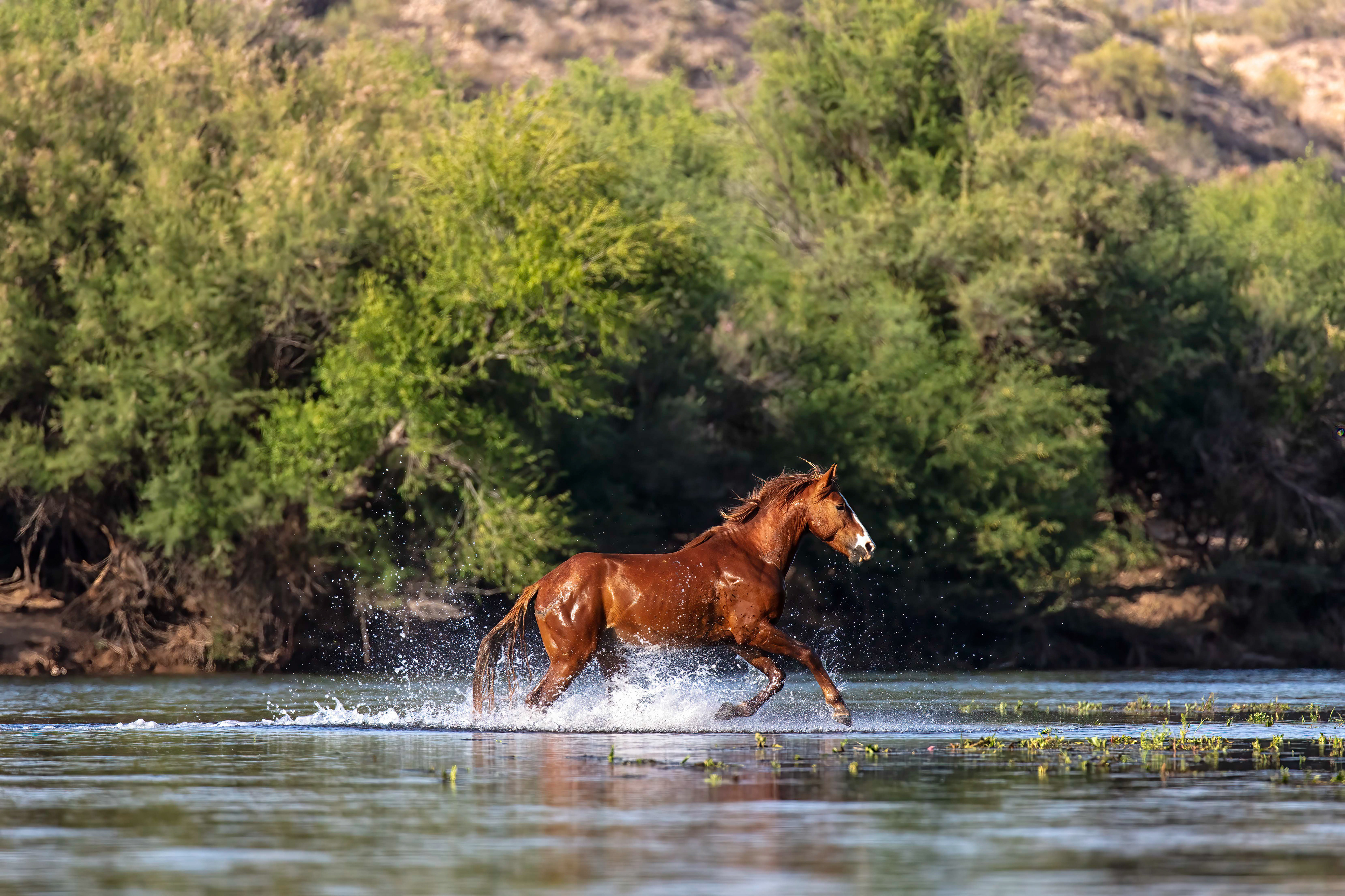 Wild Horse crossing the Salt River