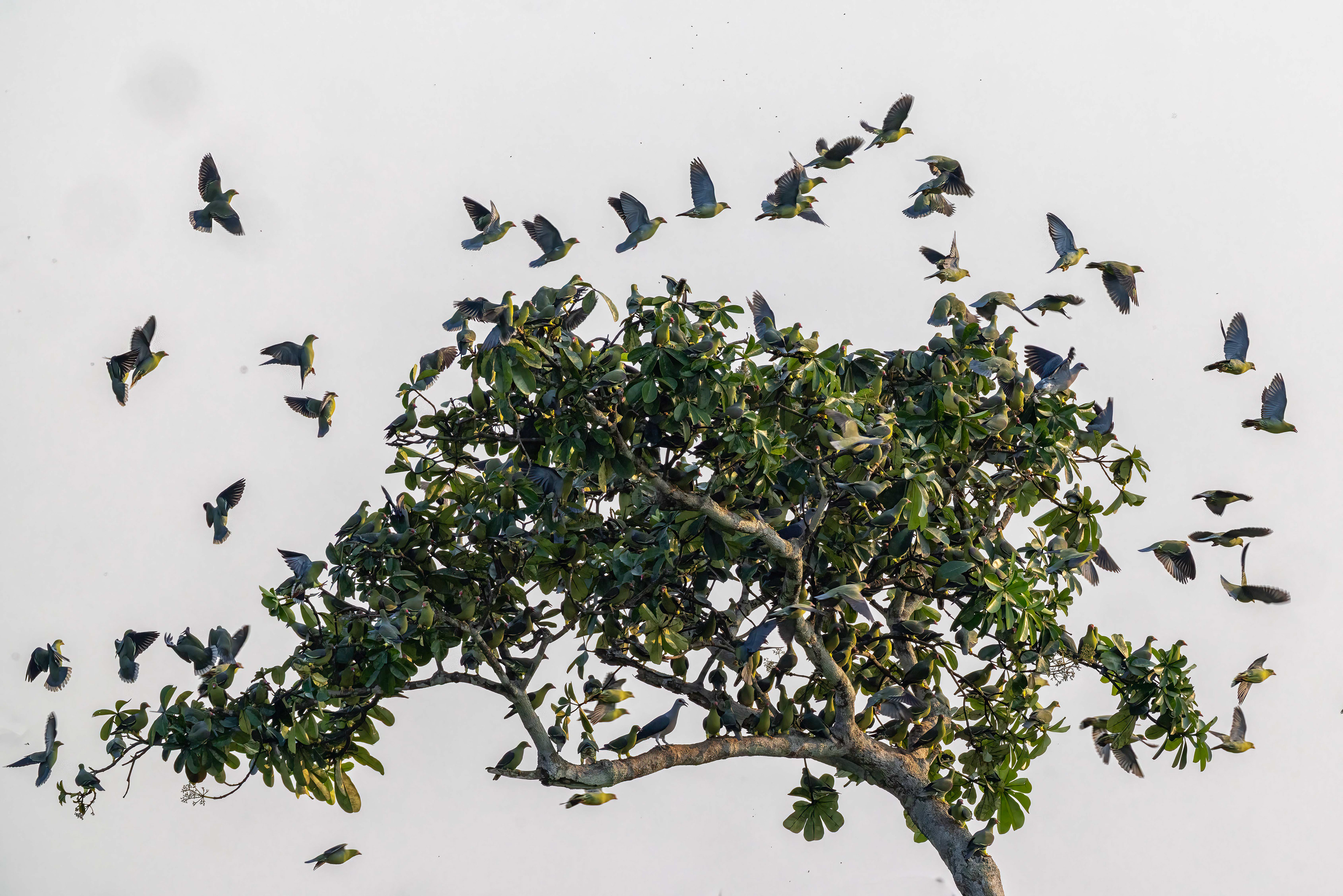 African Green Pigeons roosting in a tree in Capitale Bai - Odzala, Republic of Congo
