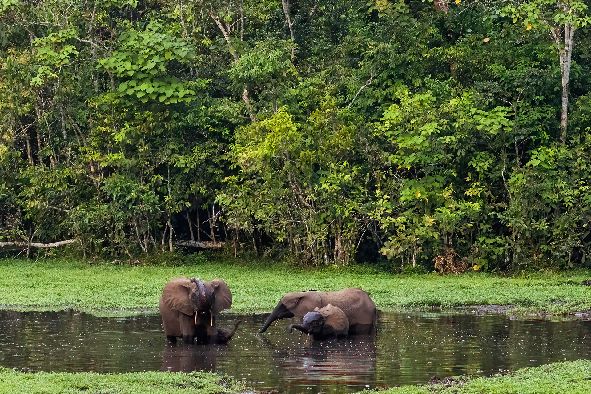 Forest Elephant family digging for minerals in Moba Pool - Odzala, Republic of Congo