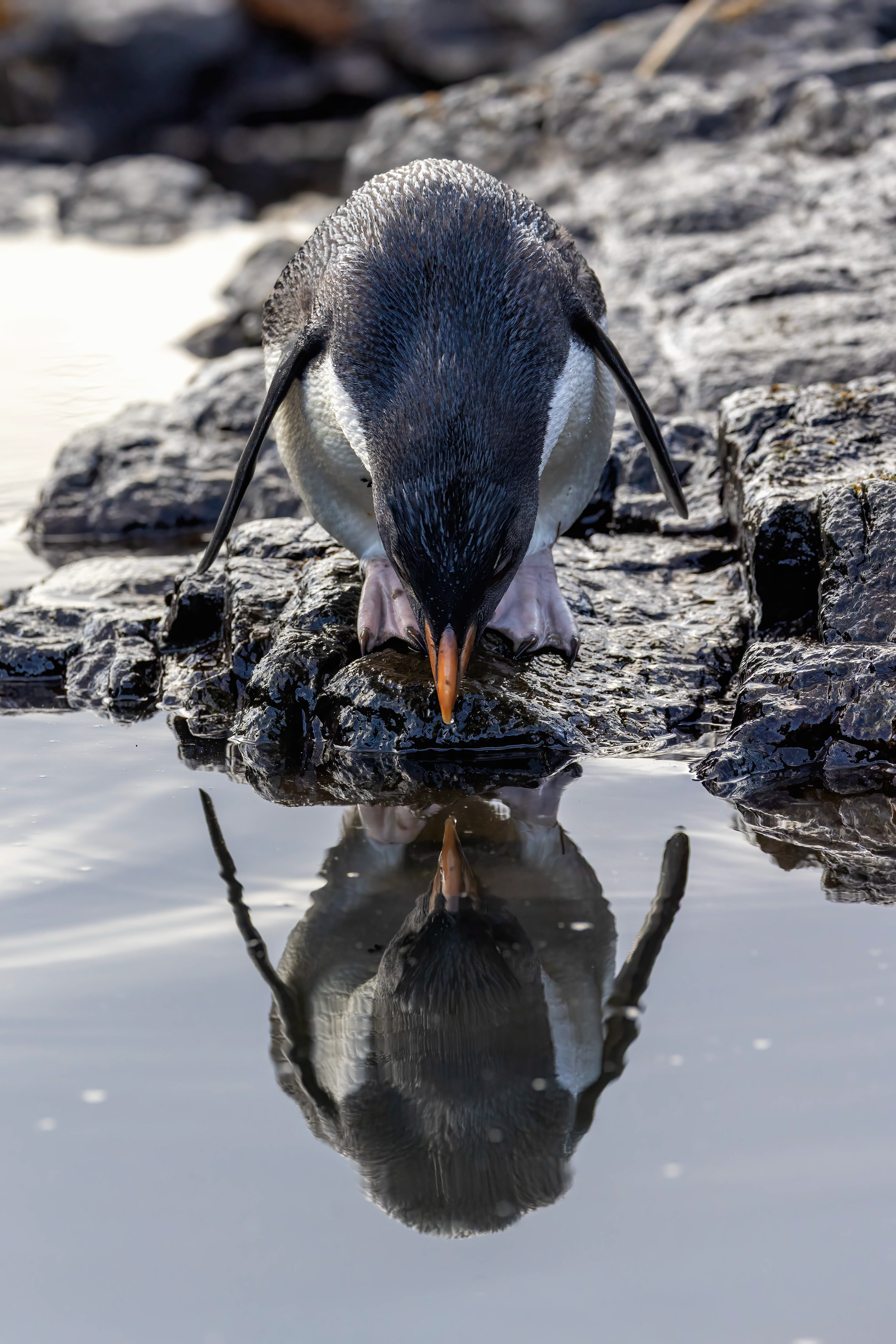 Southern Rockhopper drinking from a rock pool - falklands - RM