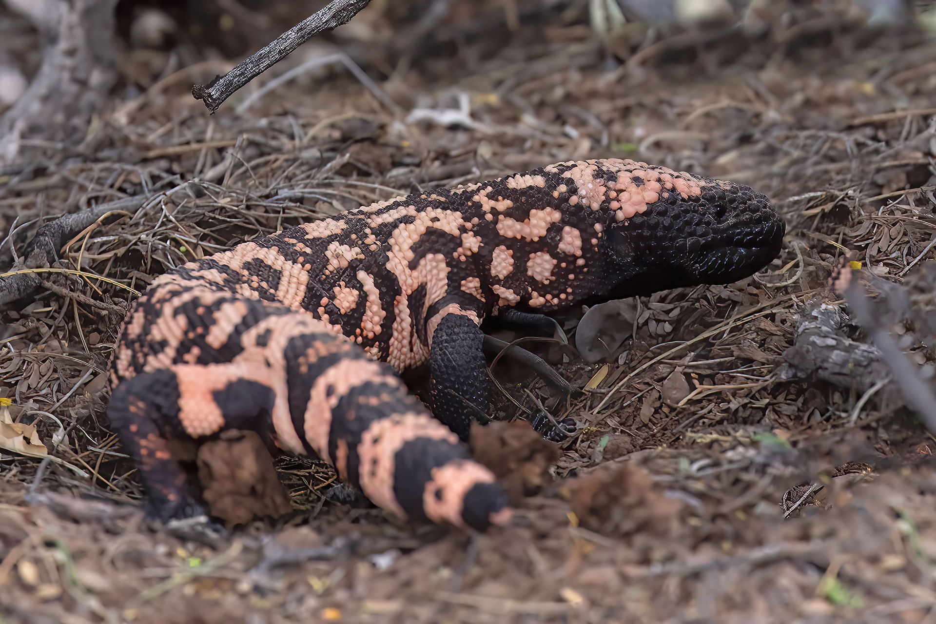 Gila Monster