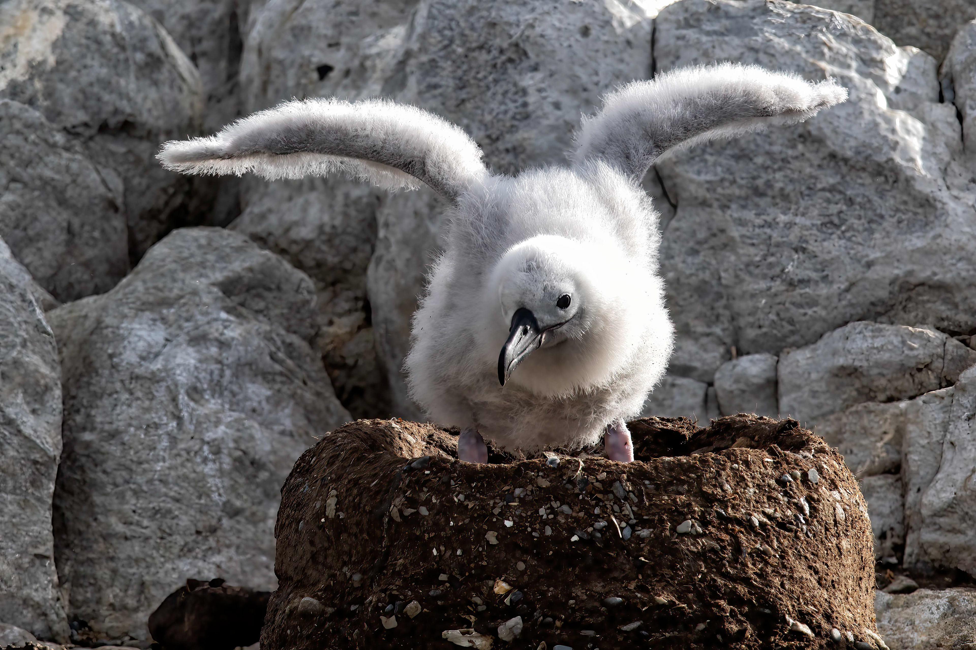Young Black-browed Albatross chick - Falklands - RM