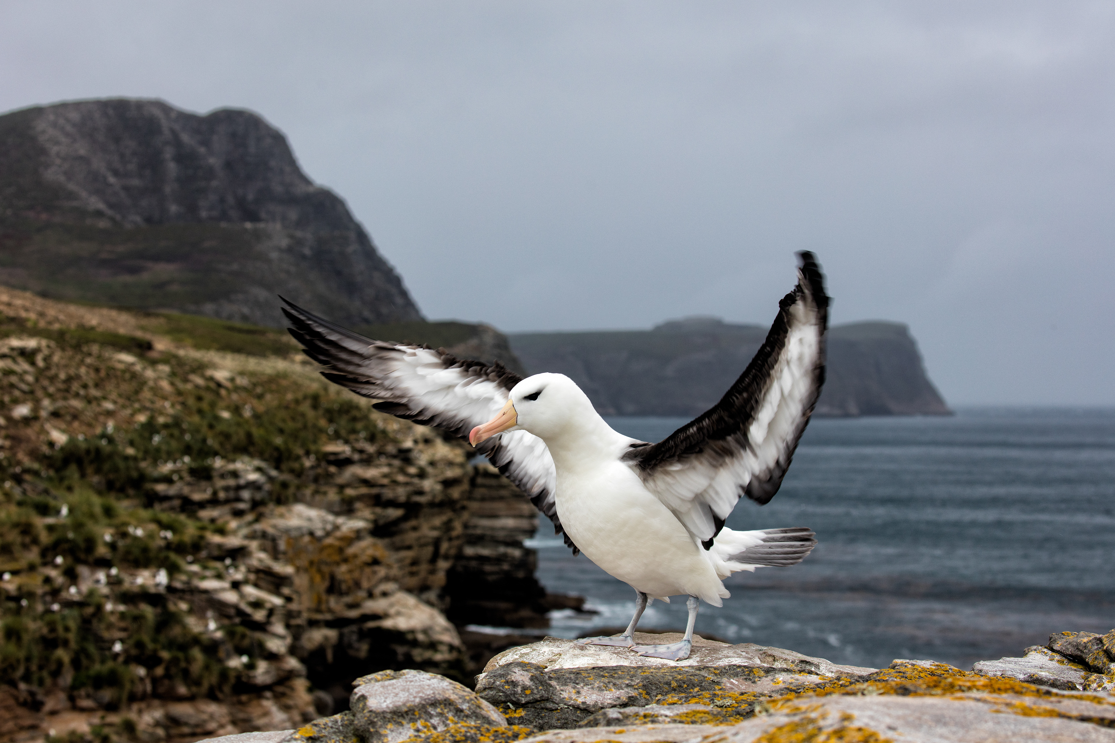Black-browed Albatross - Falklands