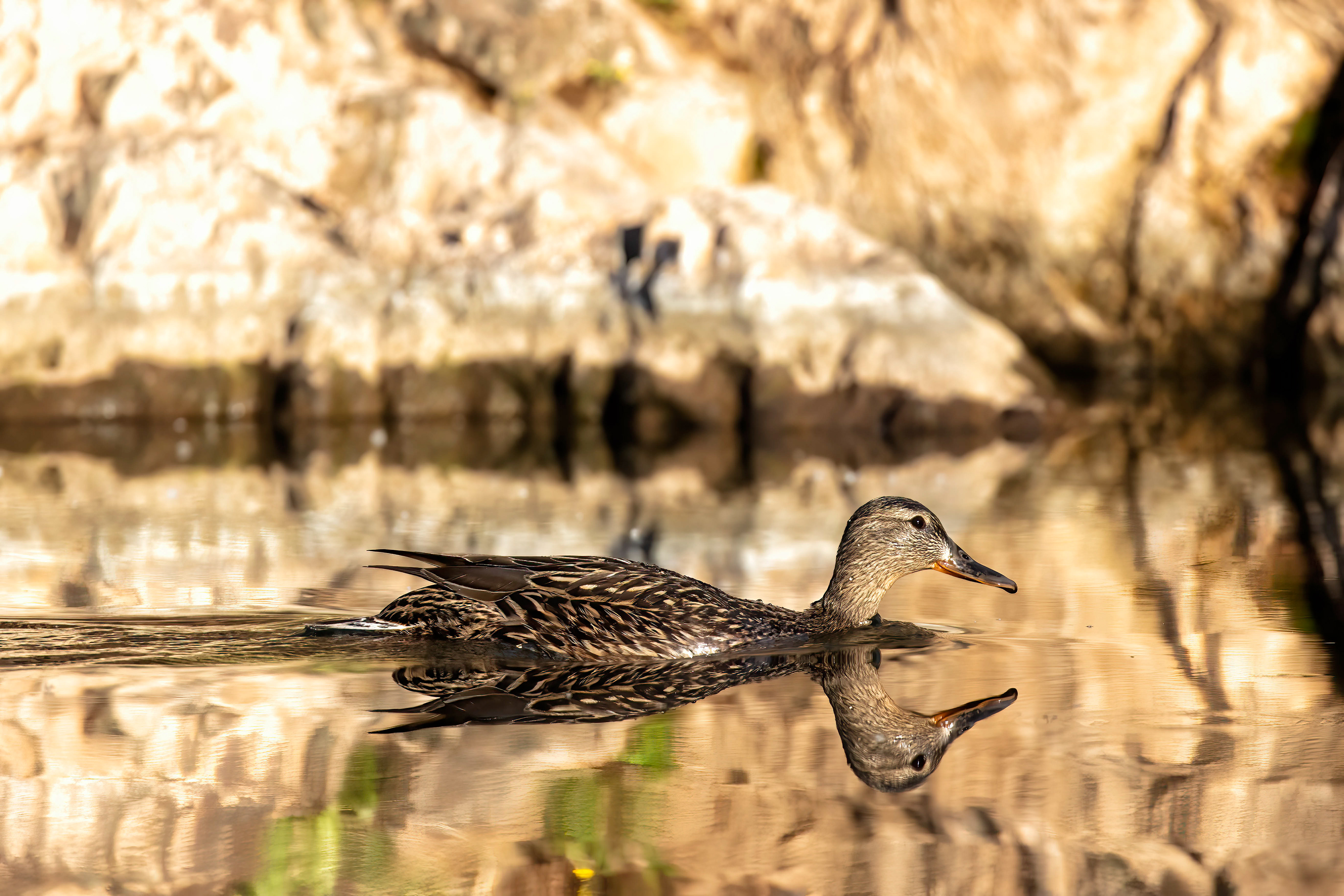 Female Mallard