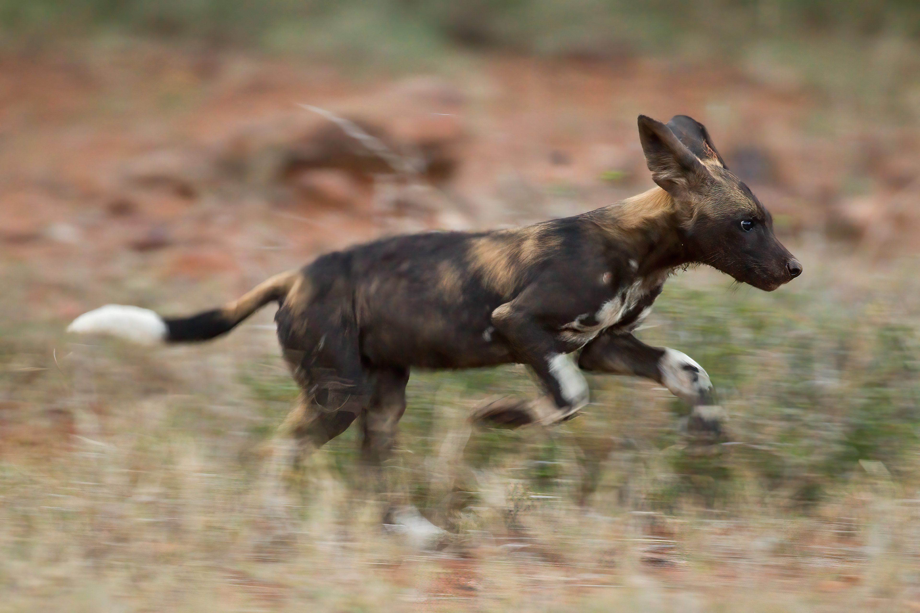 African Wild Dog pup on the move - Kenya