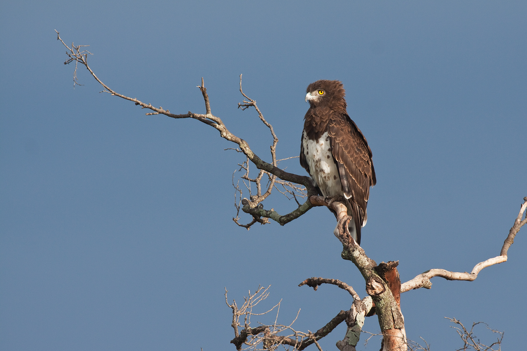 Marshall Eagle - Masai Mara