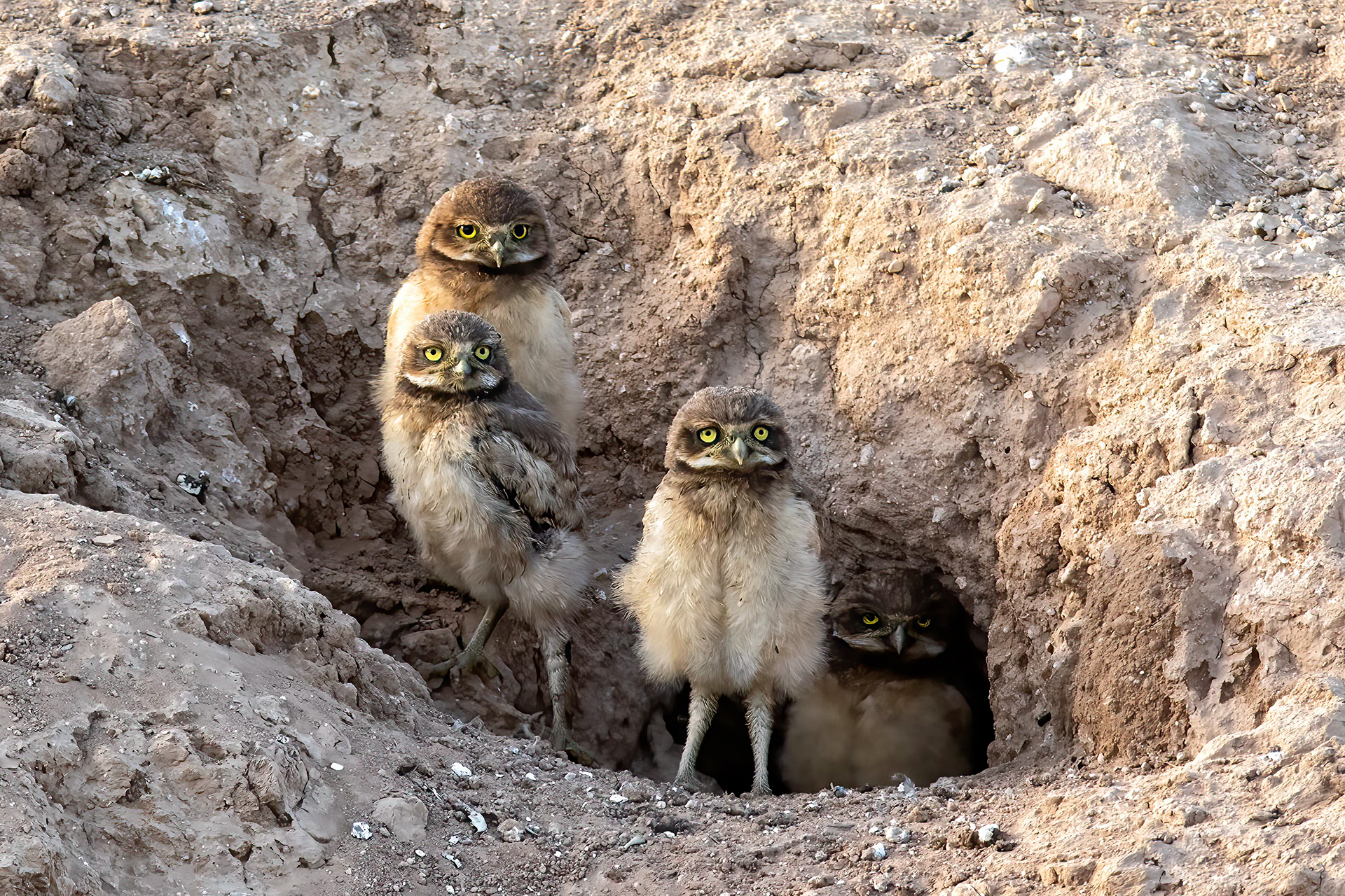 Burrowing Owlets - RM