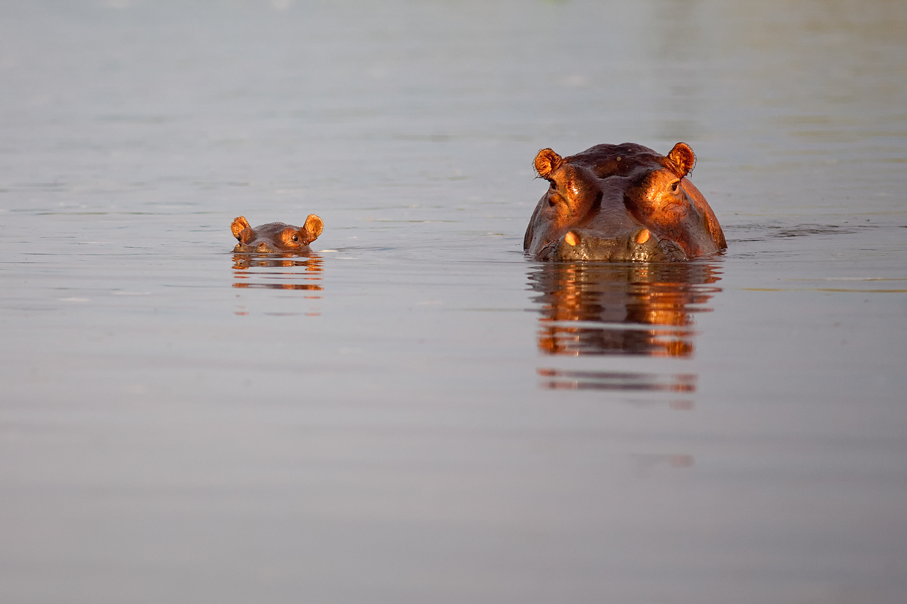 Hippo mother and calf - Uganda