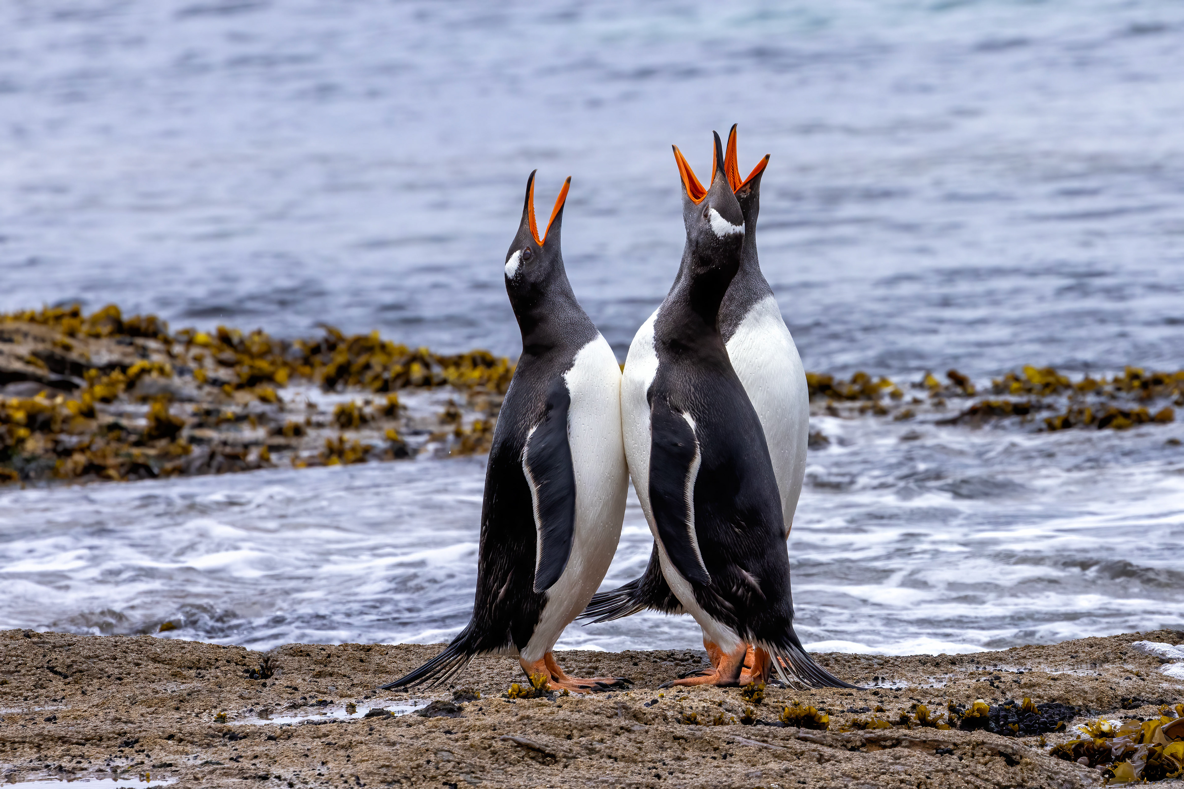 Gentoo Penguins singing - Falklands