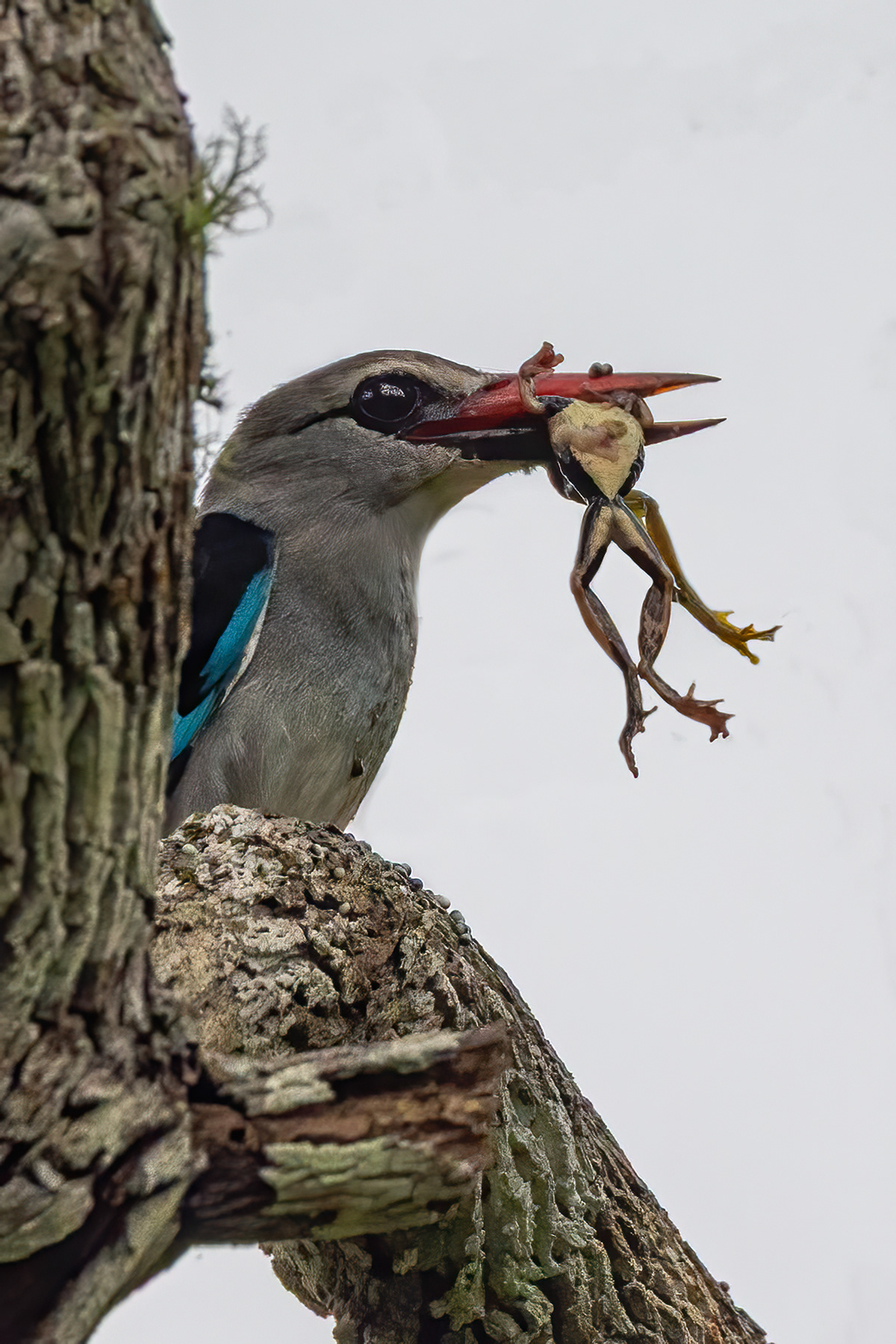 Grey-headed Kingfisher with two frogs - Odzala, Republic of Congo - RM