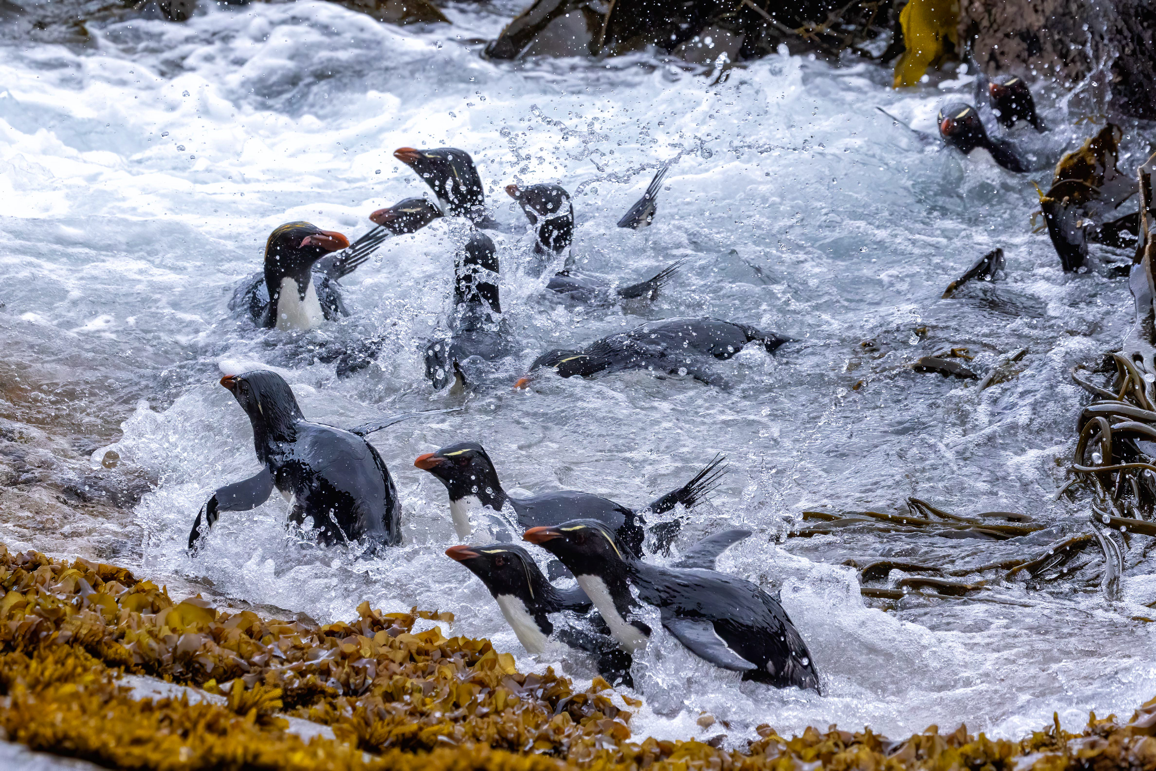 Southern Rockhoppers enjoying a tidal pool jacuzzi - Falklands