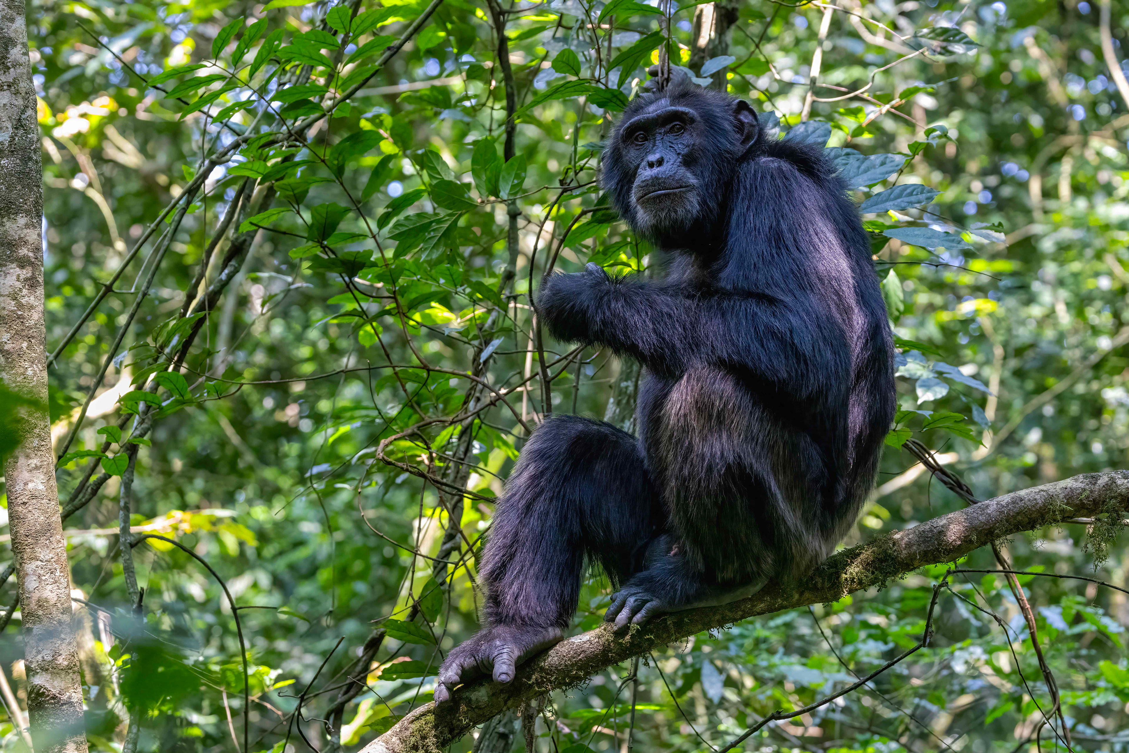 Chimpanzee - Kibale Forest, Uganda - RM