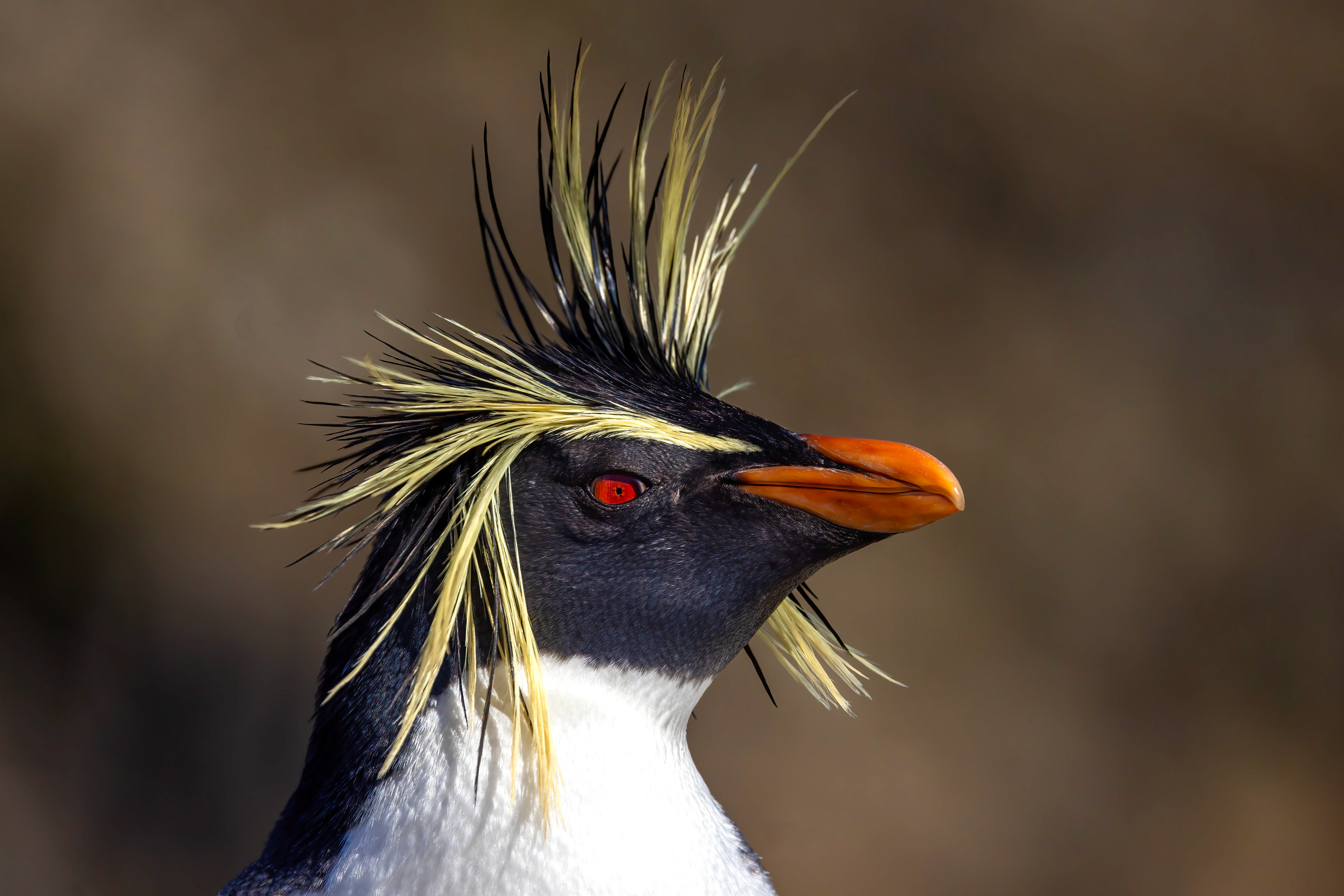 Magnificent plumage of a rare Northern Rockhopper hybrid - Falklands 