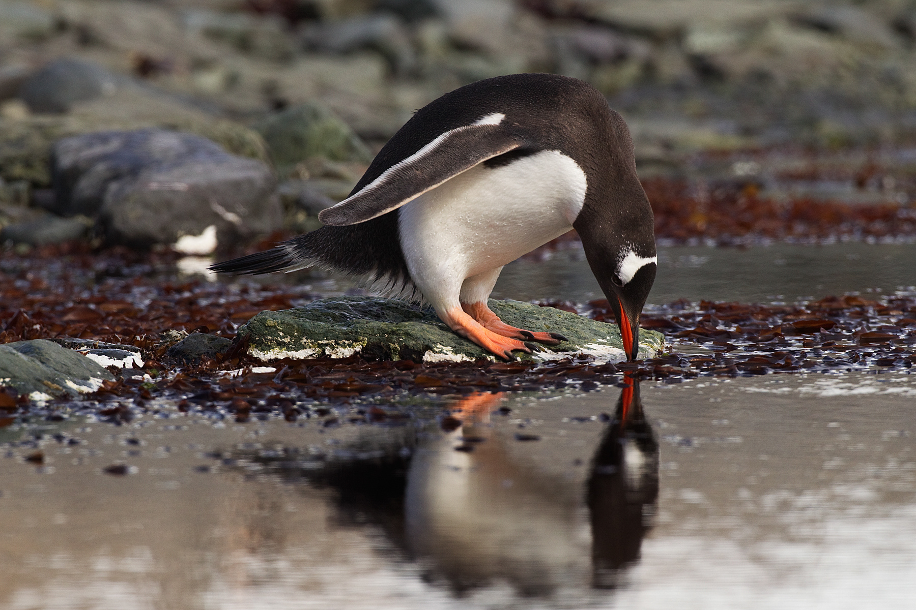 Gentoo Penguin exploring a tide pool - Antarctic Islands